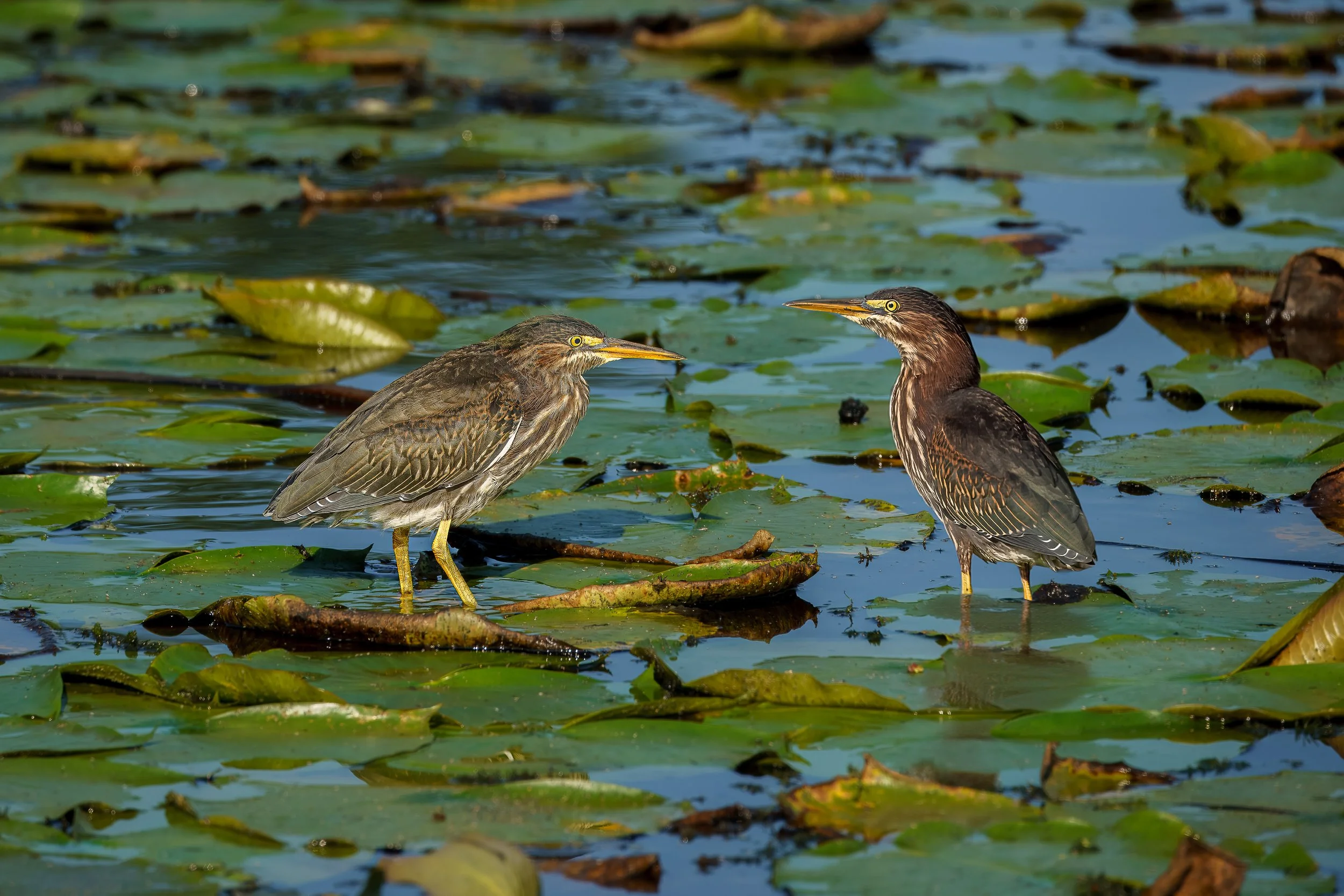 Two herons standing in a pond with lily pads, facing each other.