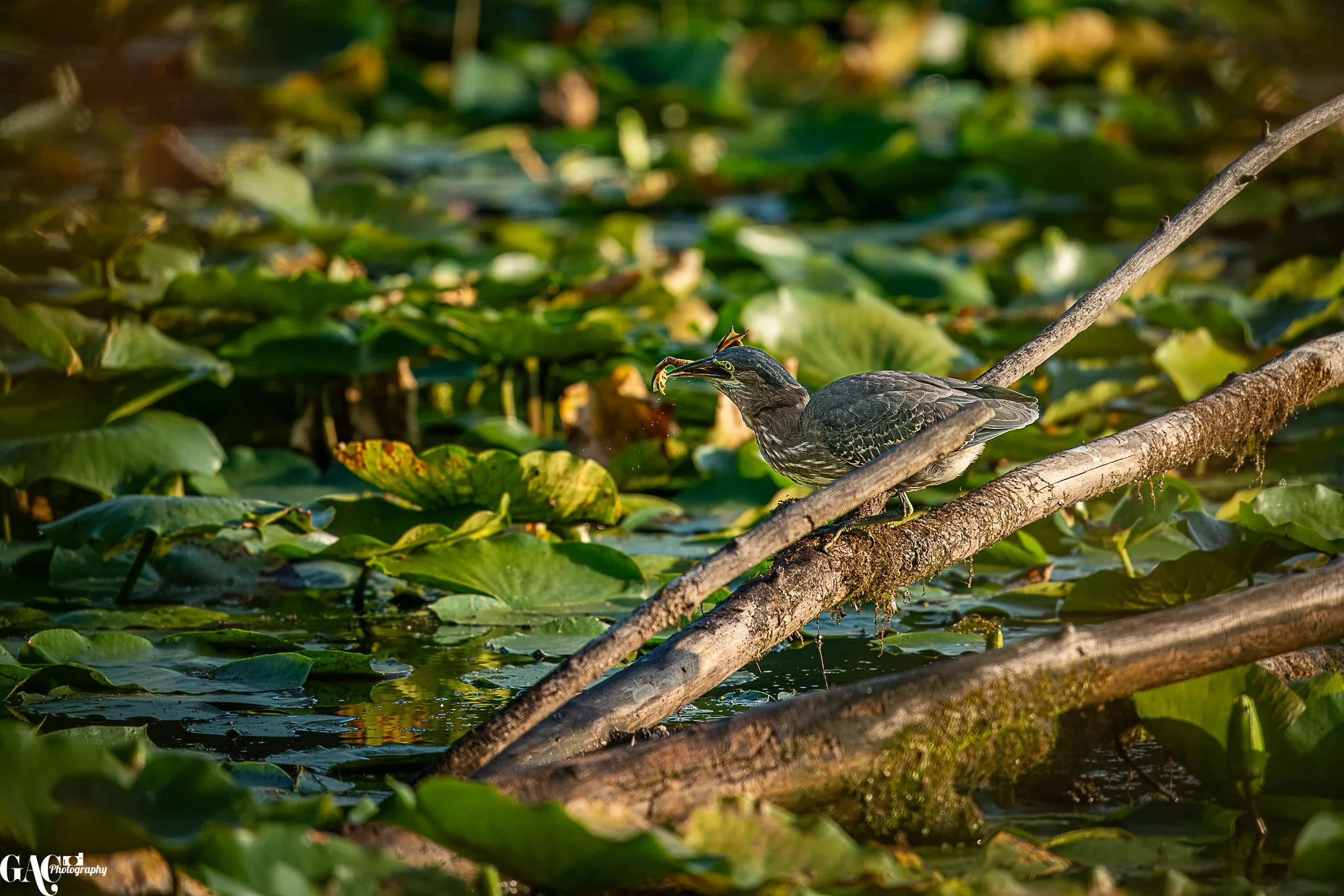 A bird perched on a fallen branch among lily pads holding a small fish in its beak.
