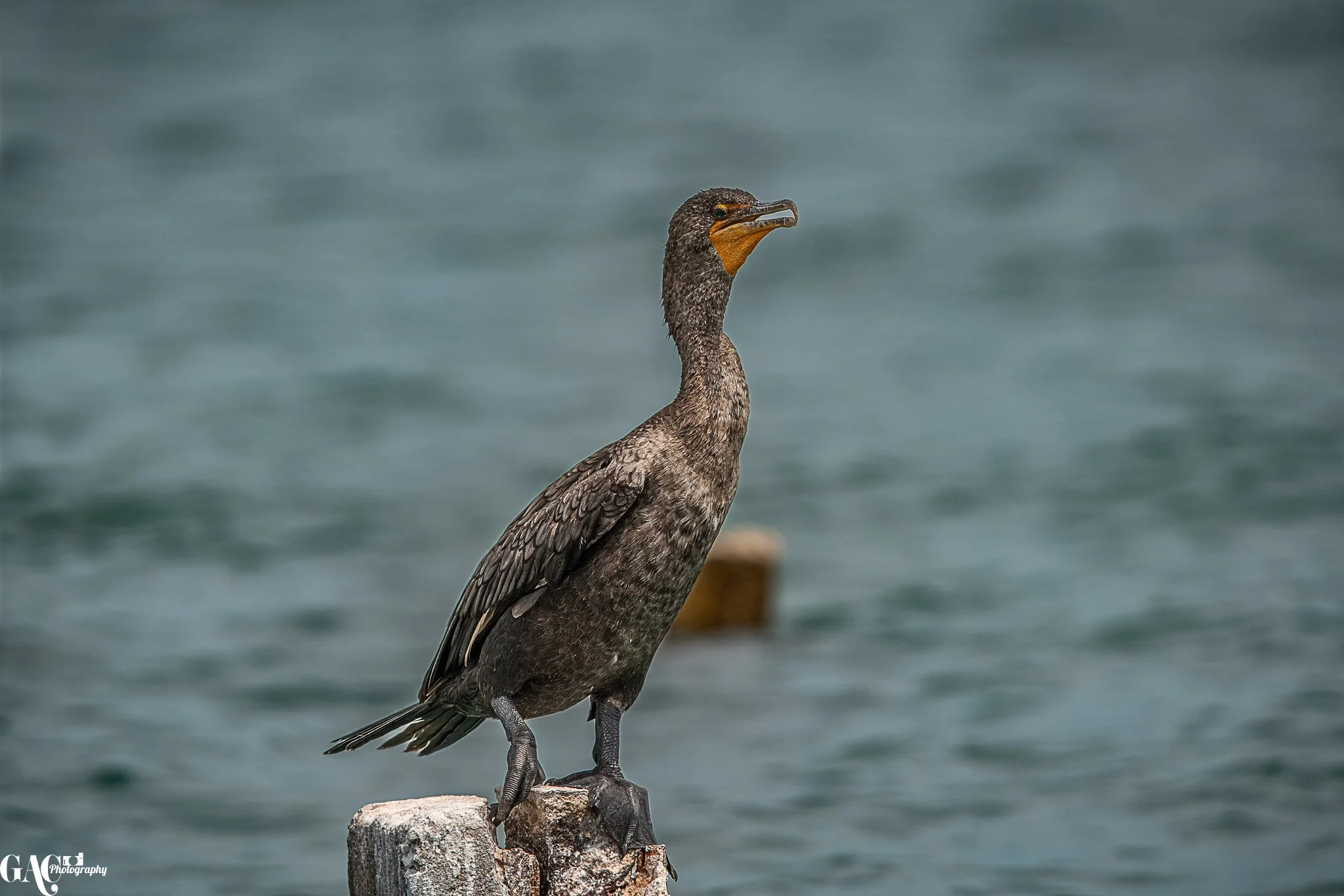 Cormorant bird standing on a wooden post by the water.