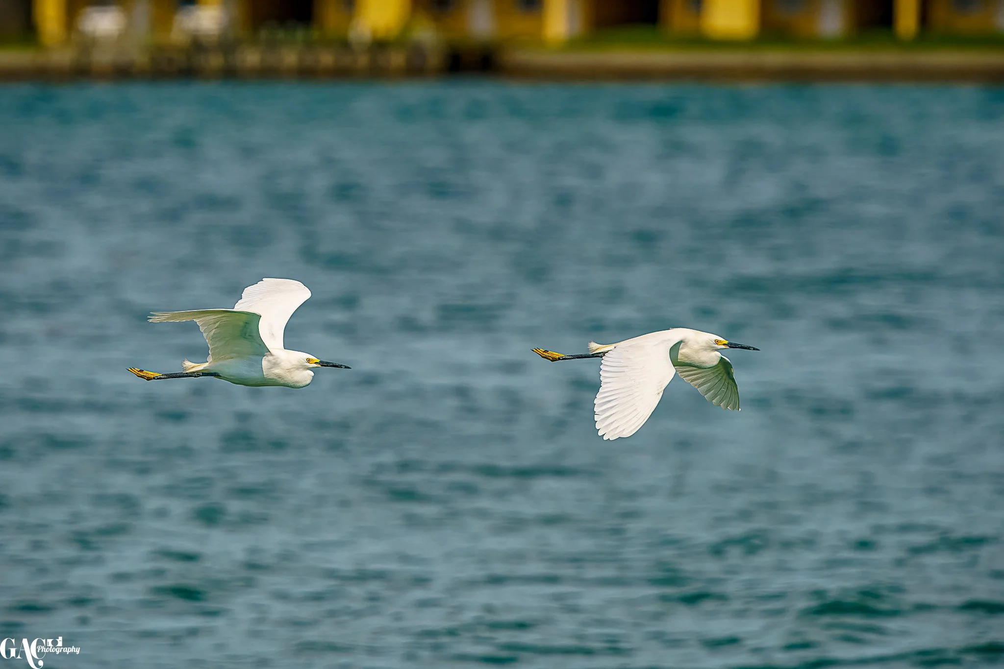 Two white birds flying over water, possibly snowy egrets, with a blurred background of a shoreline.
