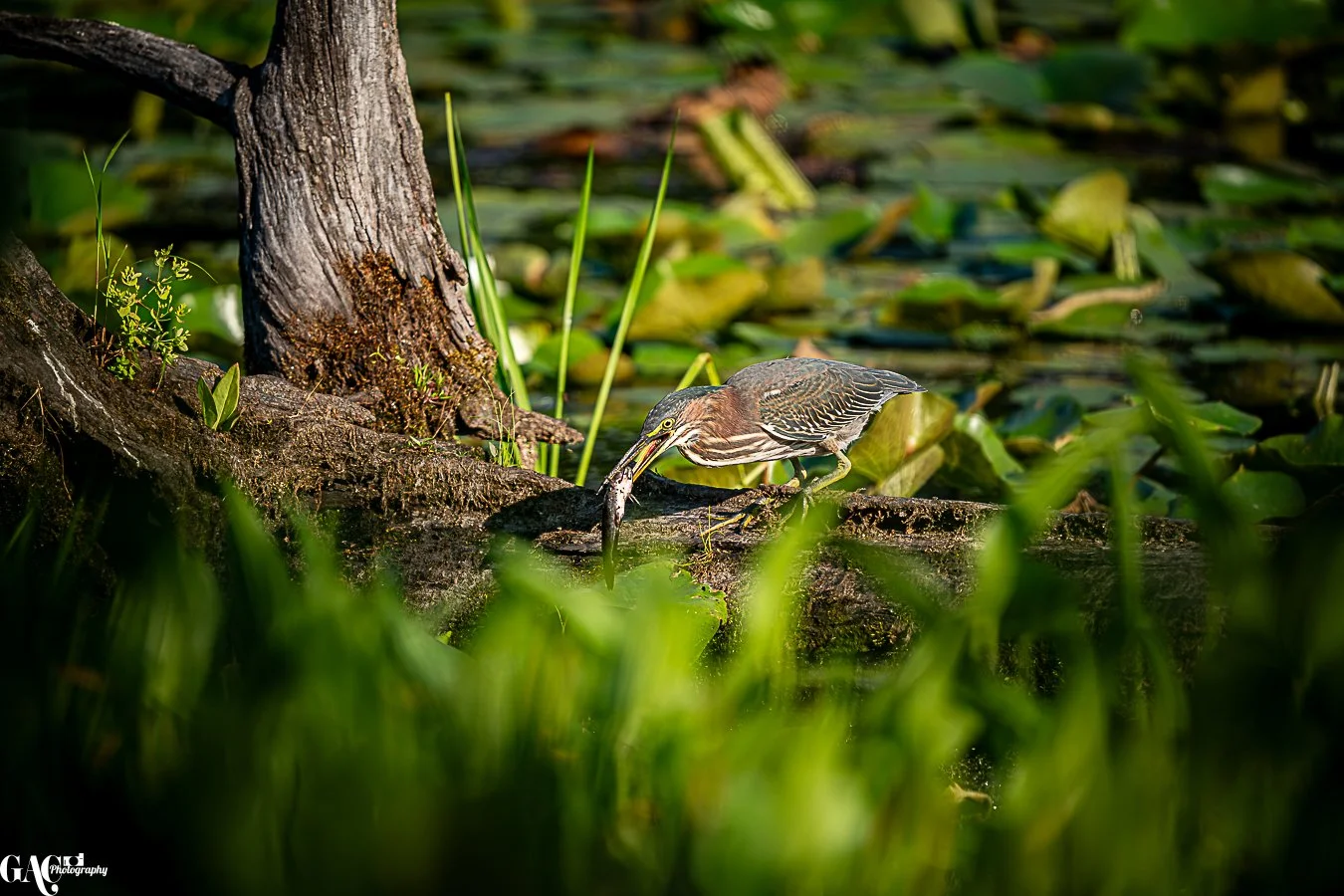 A heron with a fish in its beak stands on a log in a pond surrounded by lily pads and green vegetation.