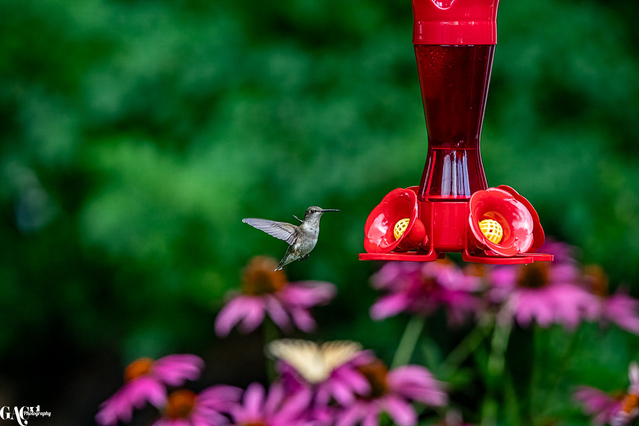 A hummingbird approaching a red hummingbird feeder outdoors with pink flowers and green foliage in the background.