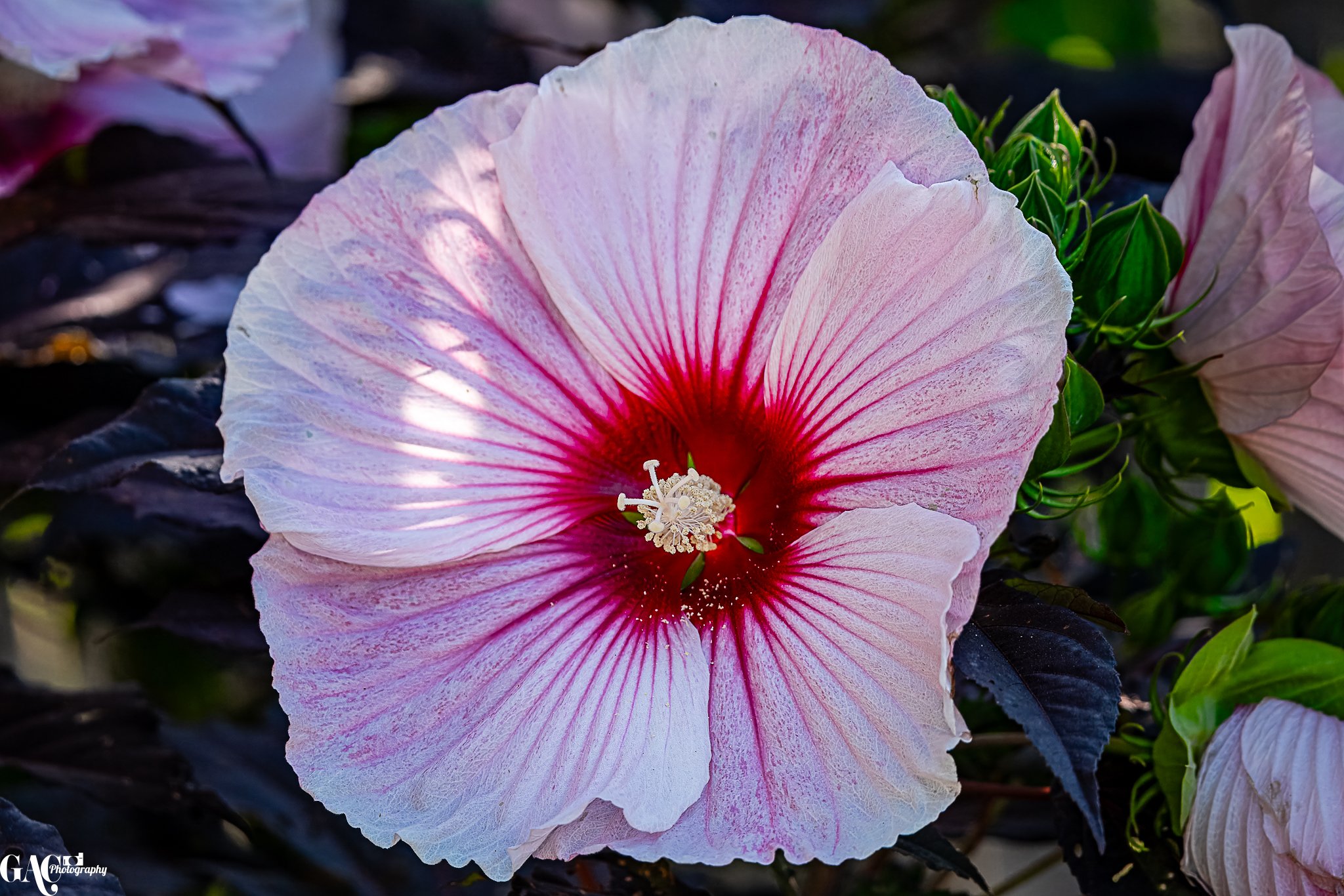 Close-up of a pink and white hibiscus flower with dark leaves in the background.