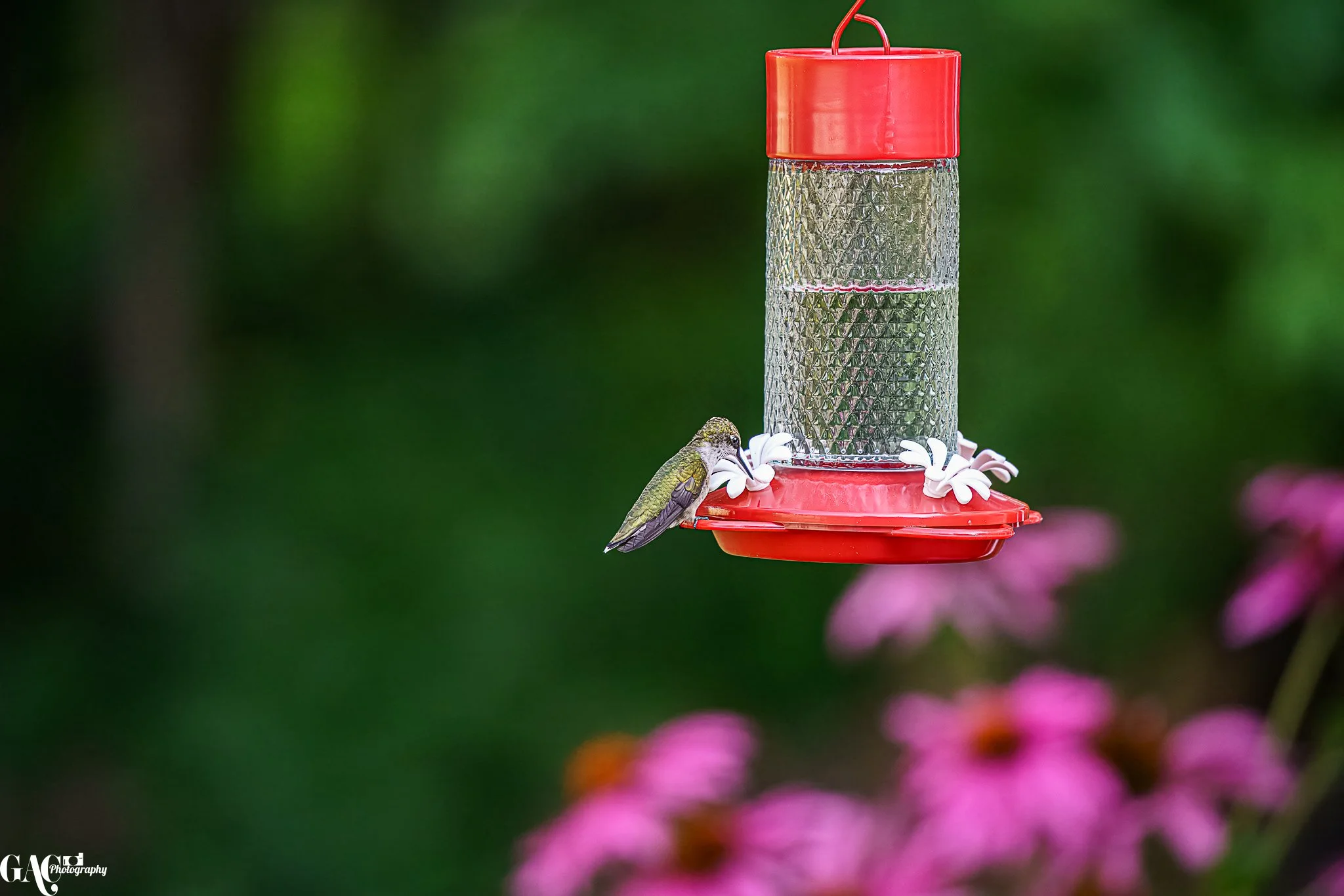 A hummingbird feeding at a red and silver bird feeder with pink flowers in the blurred background.