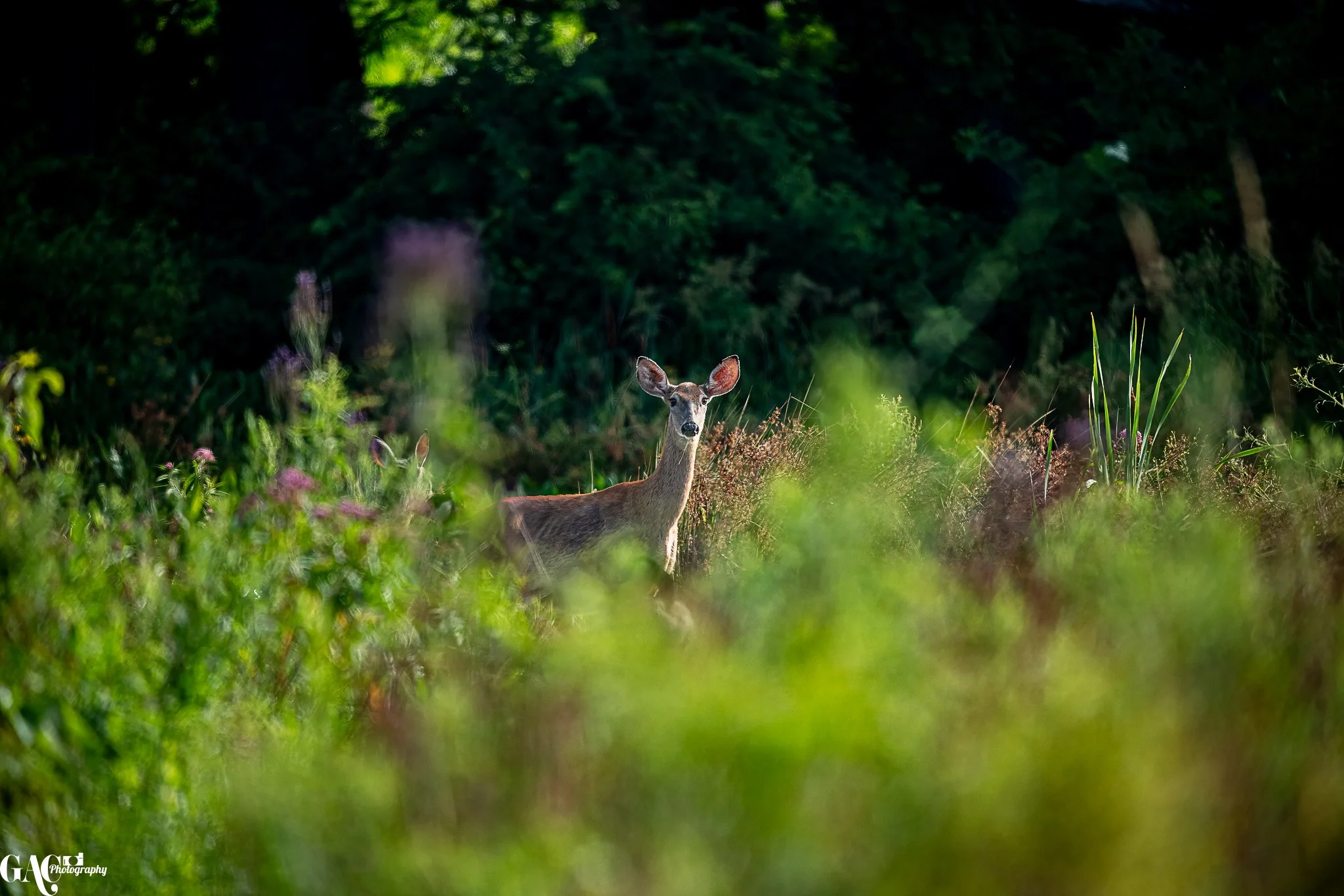 Deer standing in lush green vegetation with trees in the background.