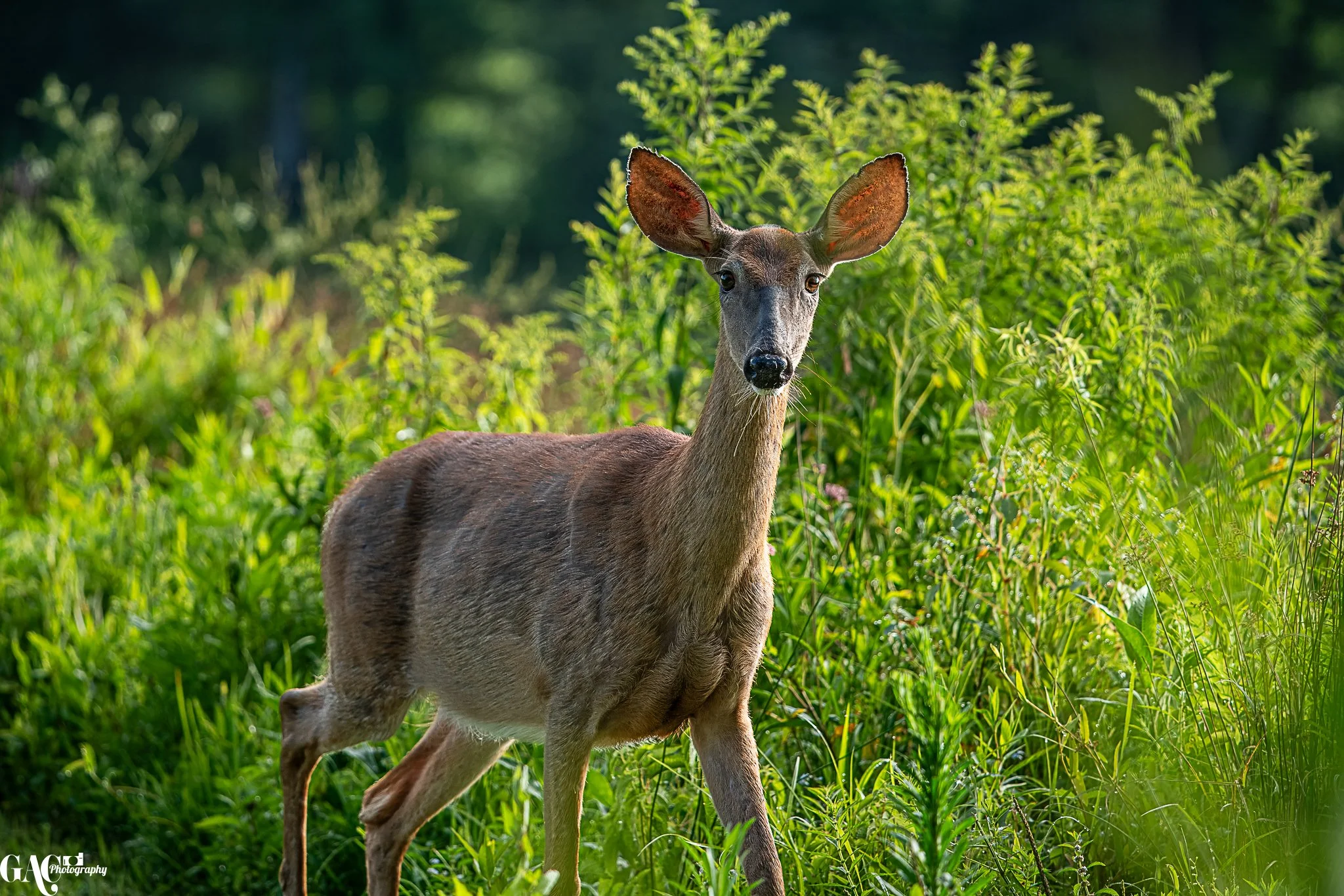 A young deer standing in green grass with tall plants and bushes, with a blurred forest background.