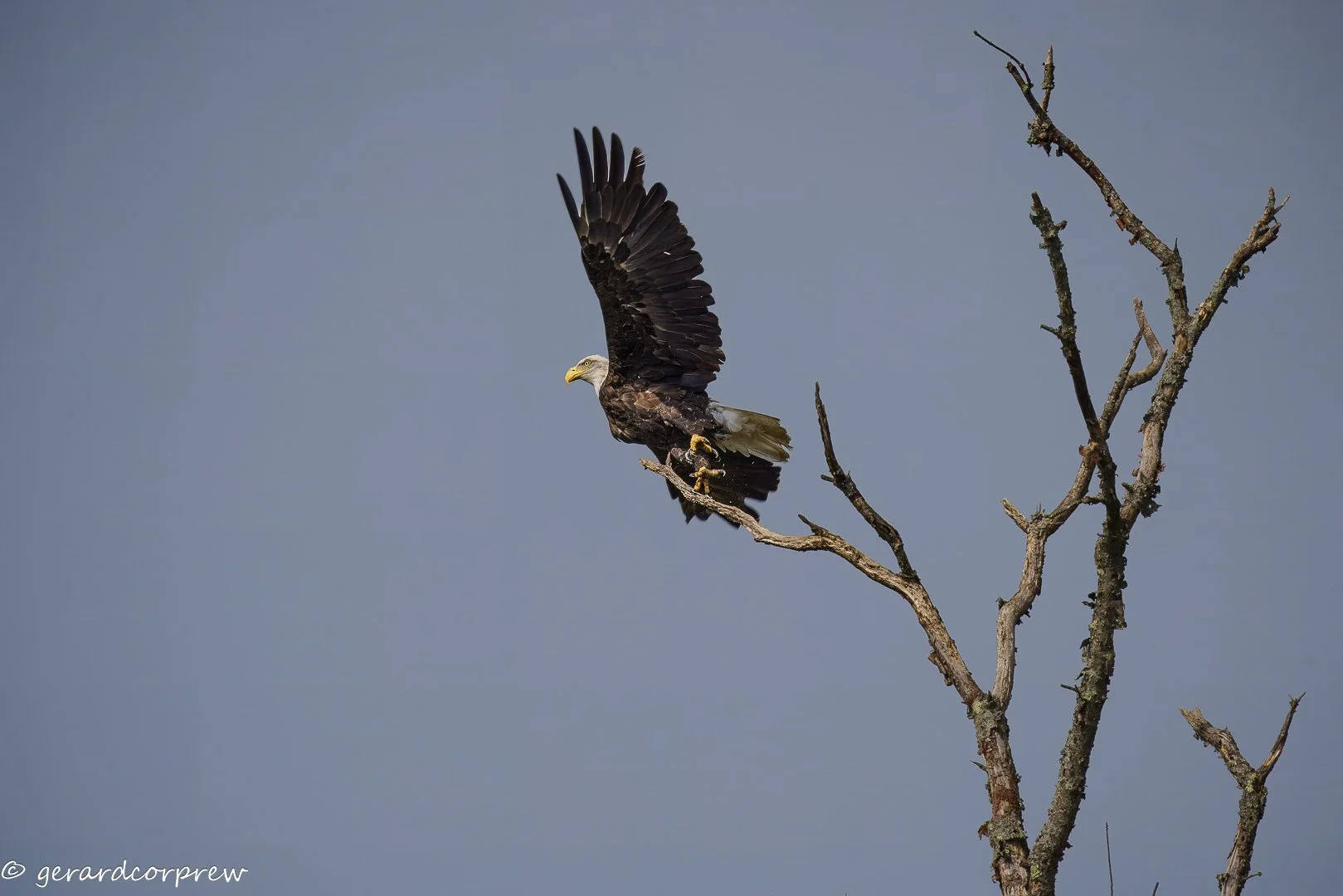 Eagle with outstretched wings perched on a bare tree branch against a clear sky