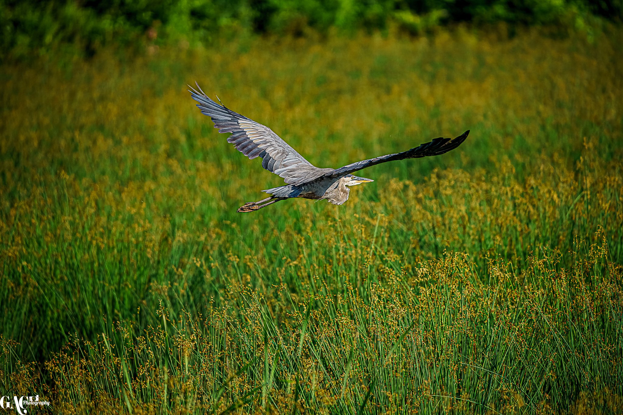 A large heron flying low over a green marsh with tall grass and small yellow flowers.