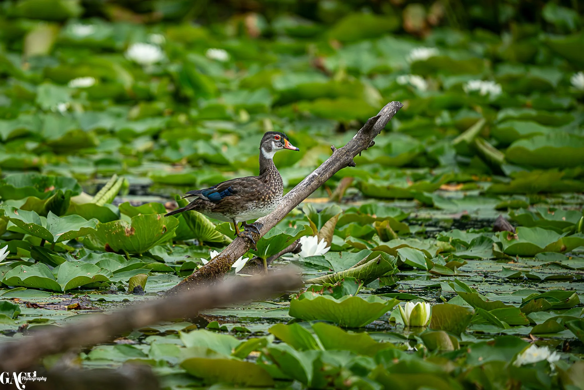 A duck perched on a diagonal log amidst green lily pads and white water lilies in a pond.