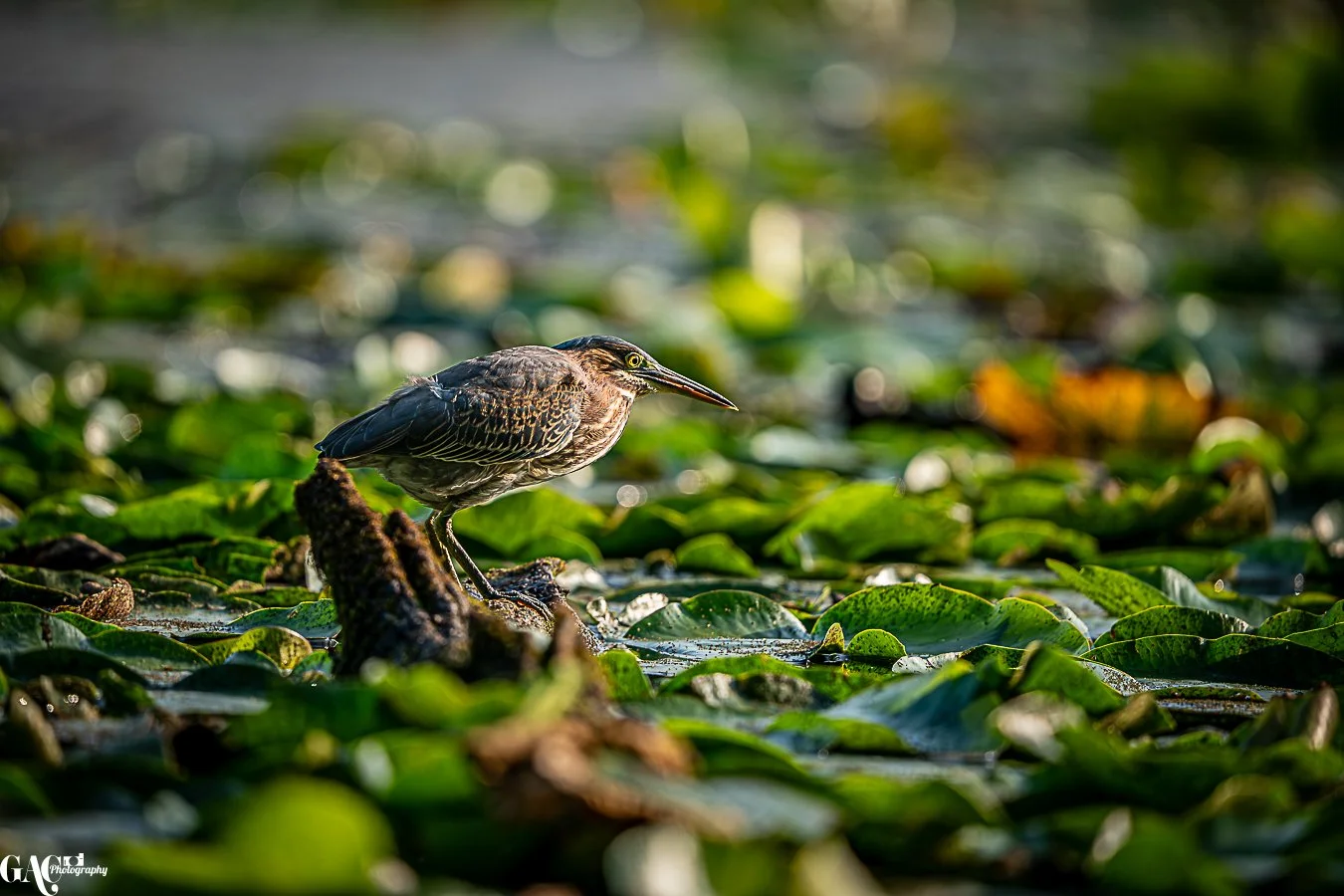 A bird with a long pointed beak standing on a mossy rock surrounded by green lily pads in a pond or marsh.