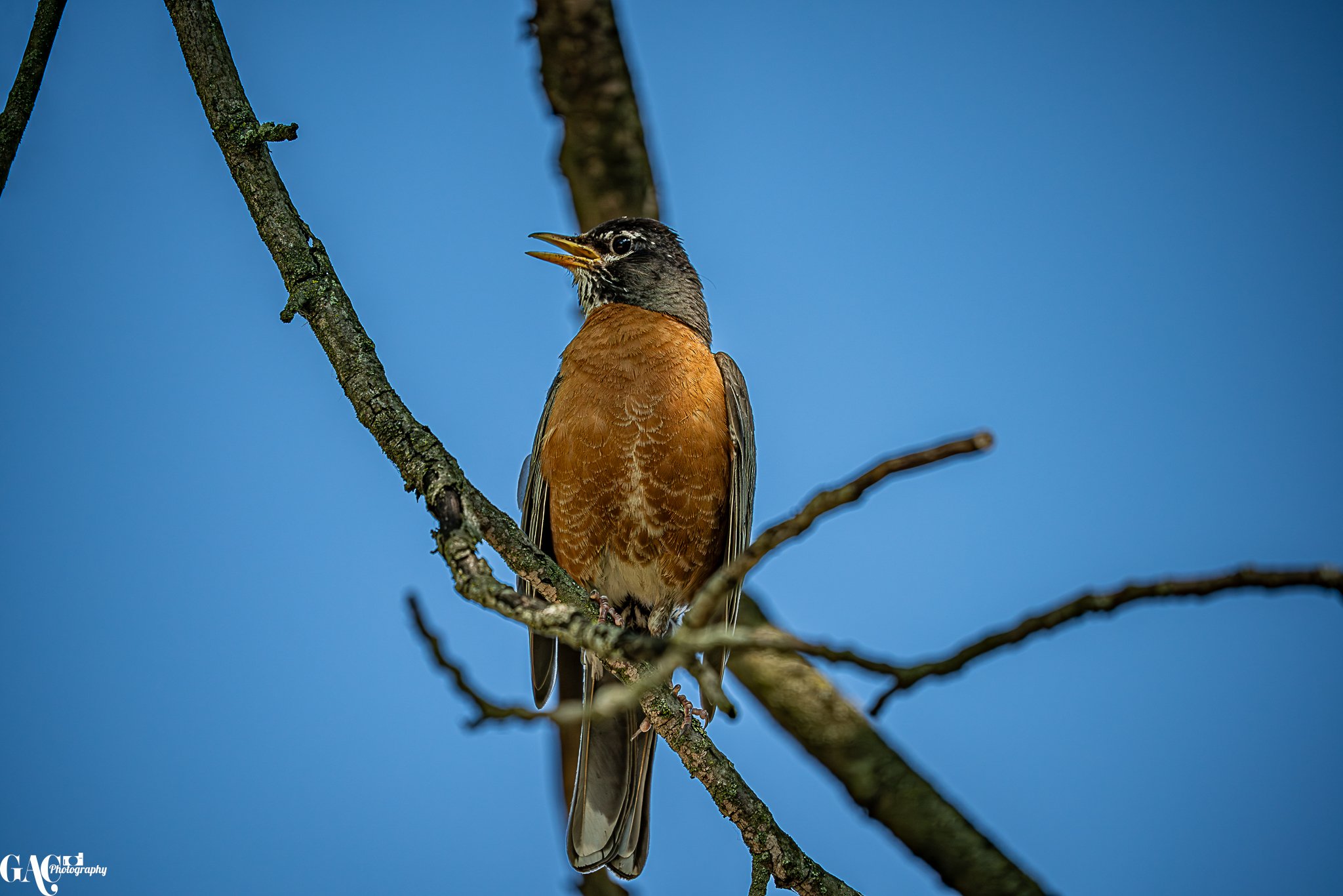 A bird perched on a tree branch with a blue sky in the background. The bird has a brown body, gray head, and black and white markings on its face.