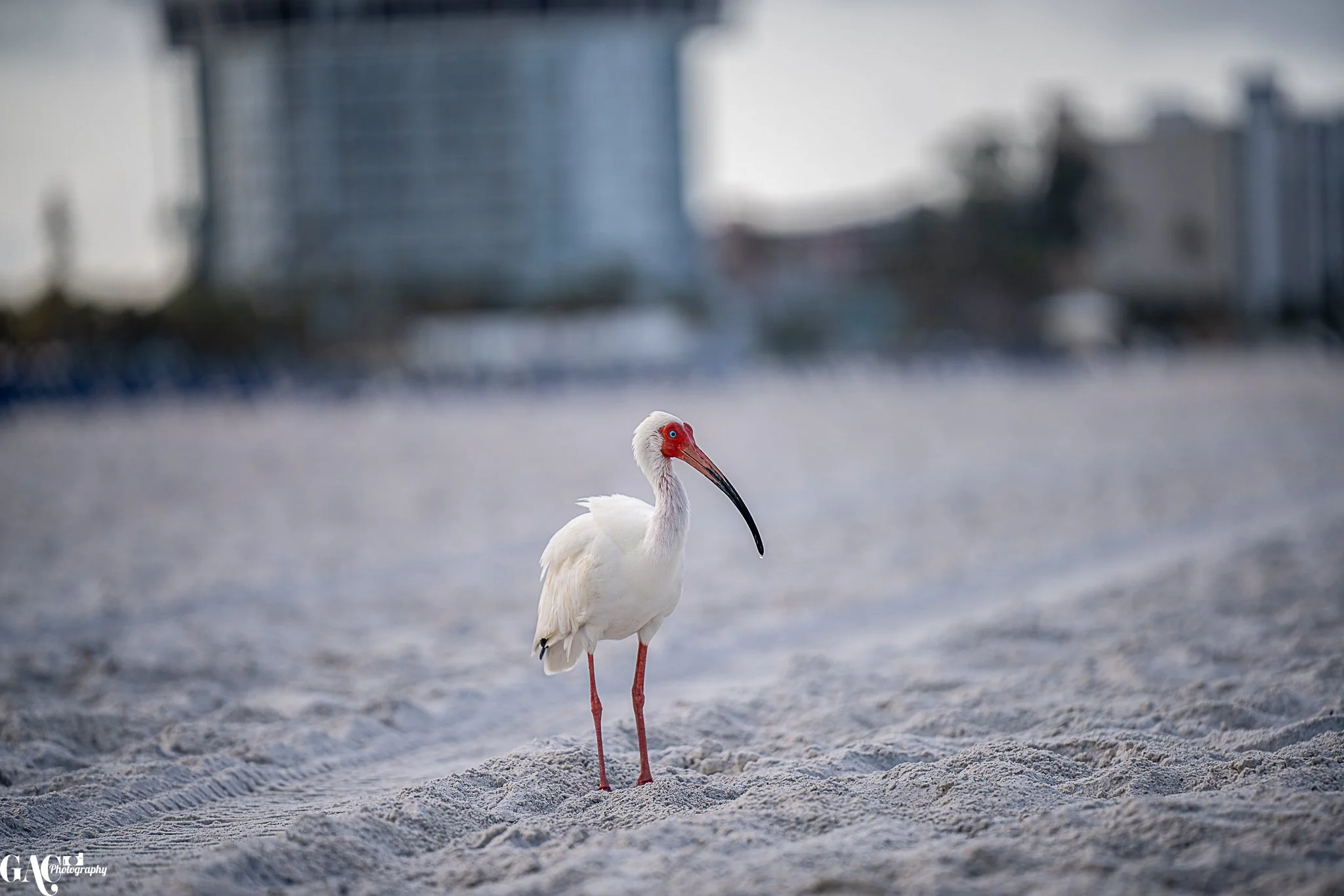 White ibis standing on sandy beach with blurred buildings in background.