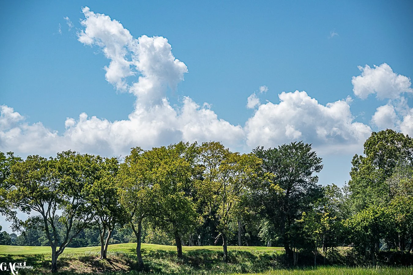 A landscape with a group of trees on a grassy hill under a blue sky with clouds.