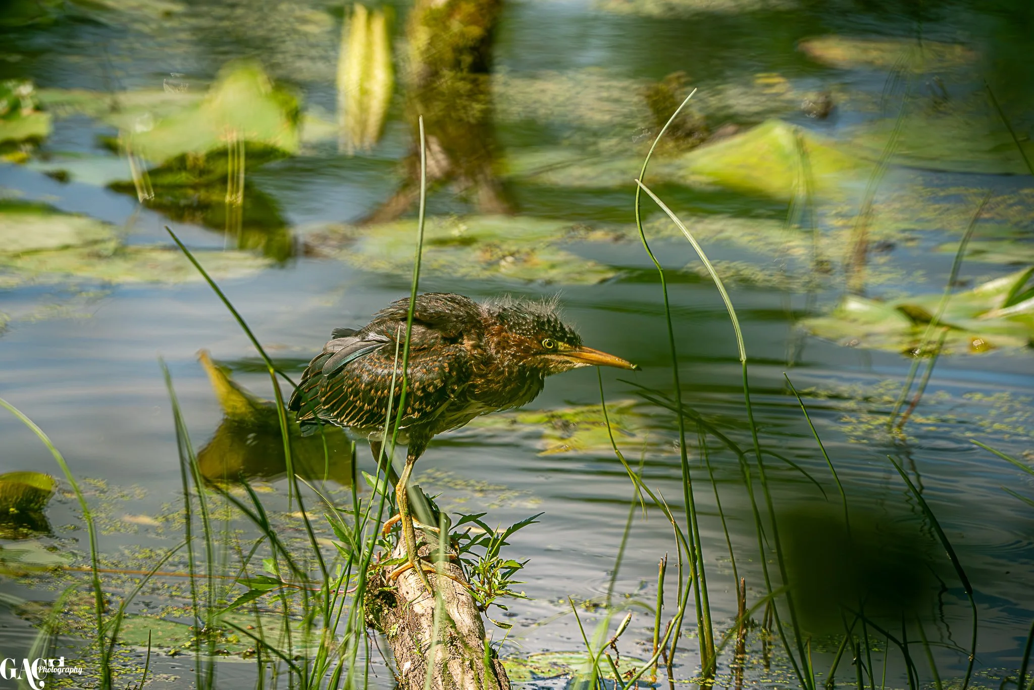 A heron standing on a branch in a pond with lily pads and tall grasses.