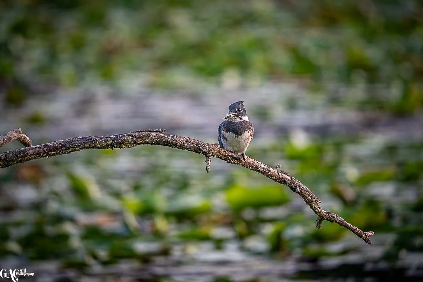 A small bird perched on a horizontal branch over water with green aquatic plants in the background.