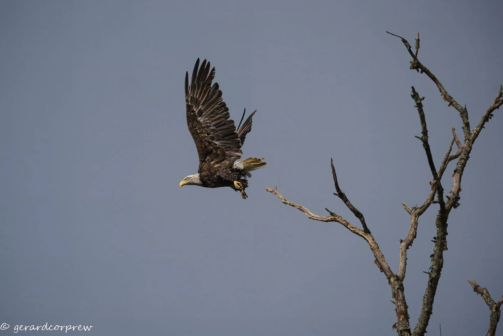 Bald eagle flying past bare tree branches against a clear sky.