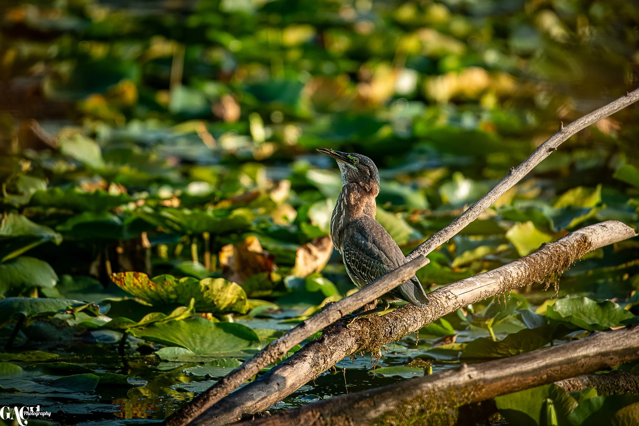 A bird perched on a fallen branch in a pond filled with lily pads and green foliage.