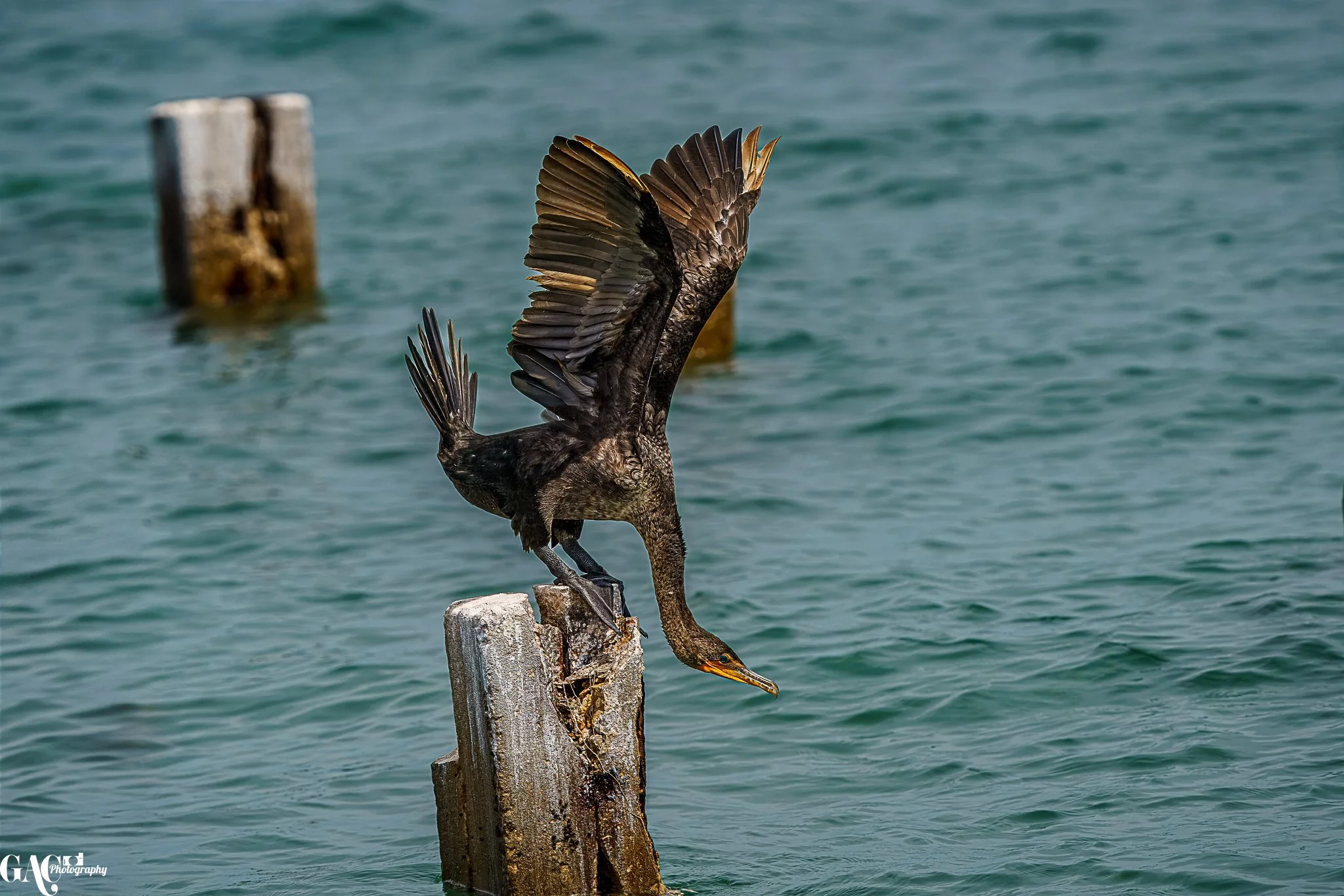 Cormorant spreading wings on a wooden post in water
