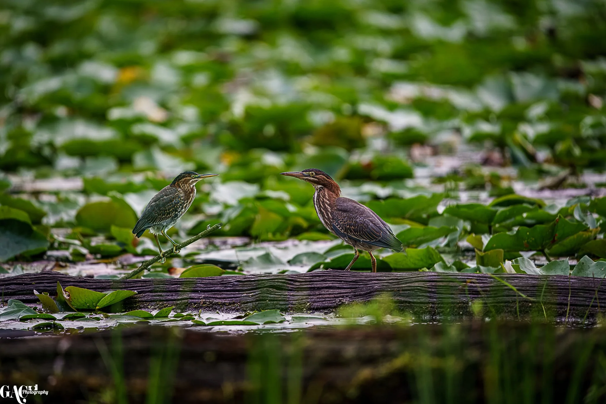 Two birds perched on a fallen log surrounded by water and green lily pads.