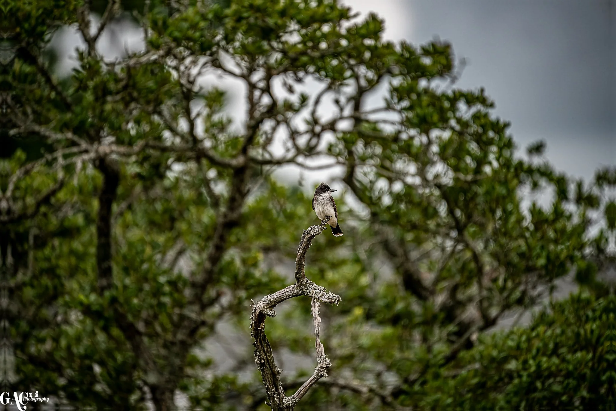 Rudee and Cape Story 07072025-1.JPG