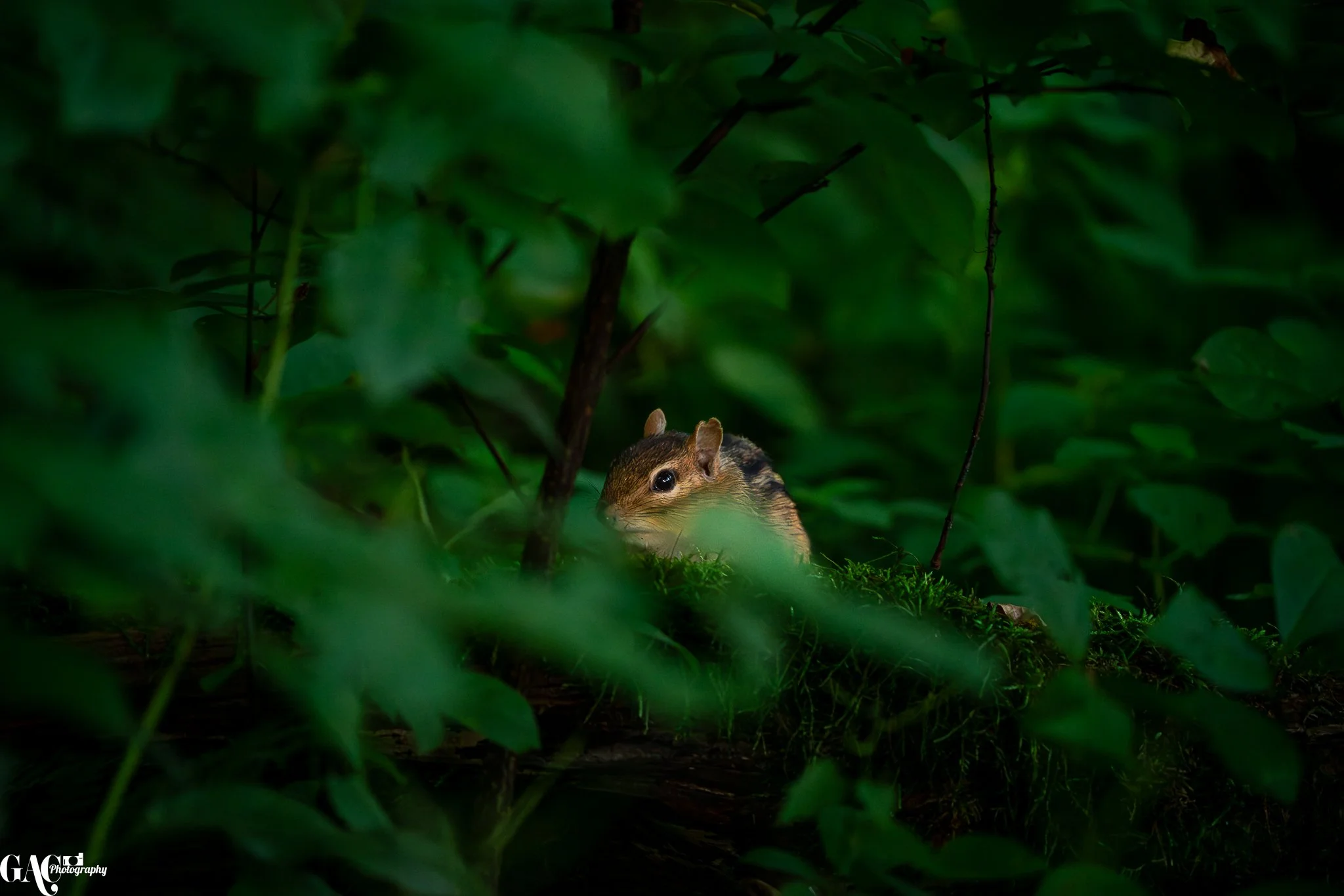 A small squirrel with brown fur peeking out from dense green foliage in a forest.