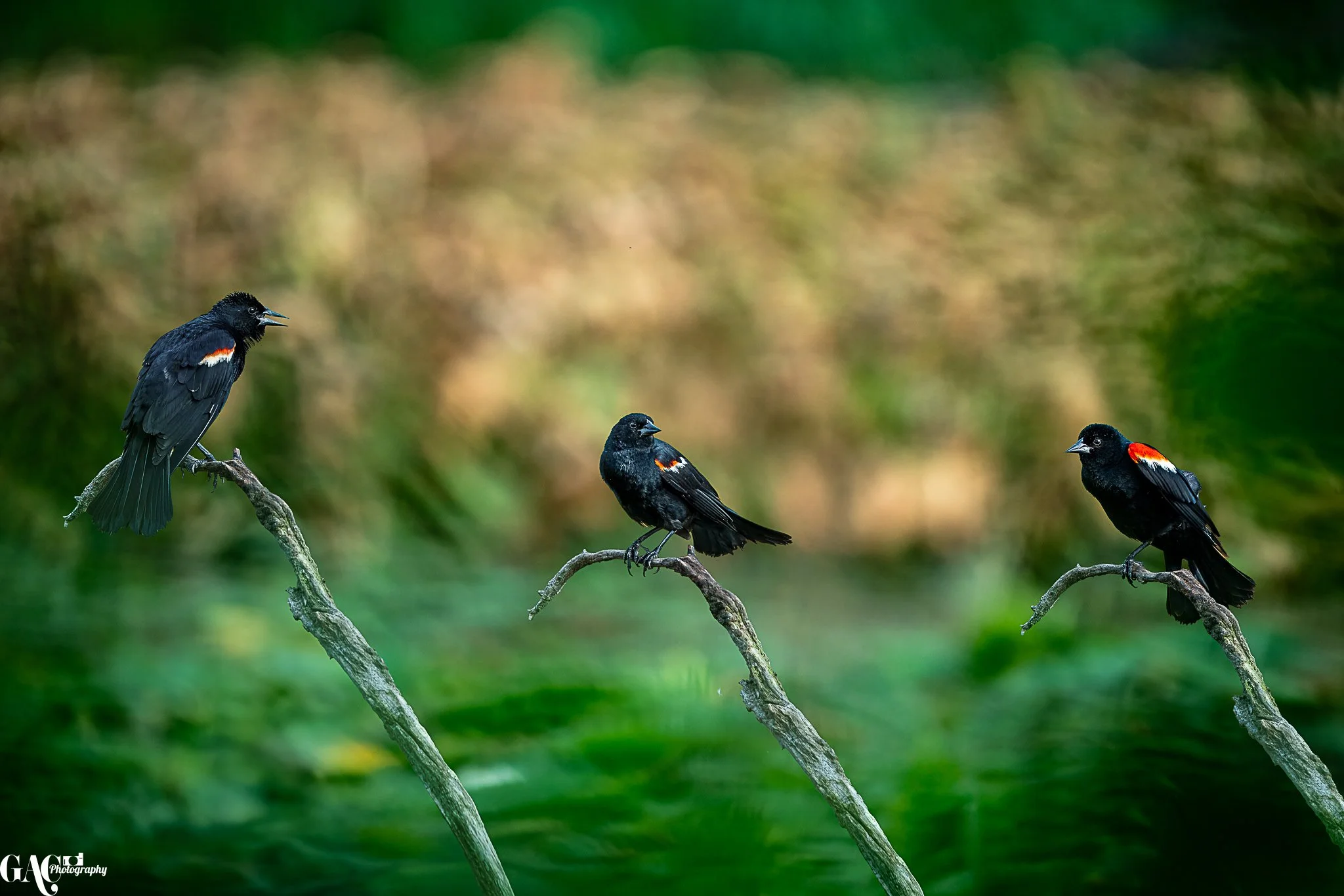Three black birds with orange markings on small, curved branches against a blurred green and brown background.