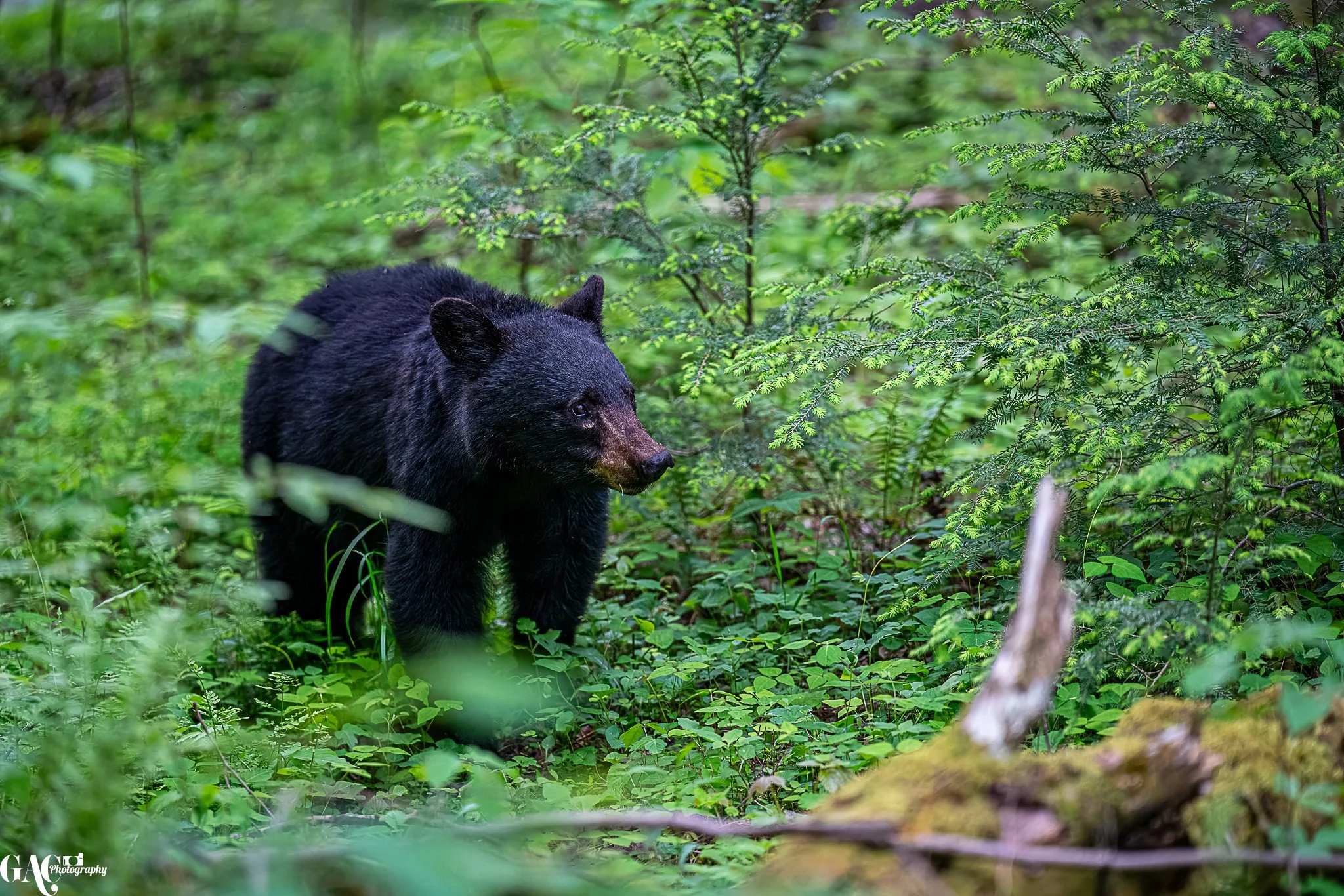 Black bear walking in a forest with dense green foliage.