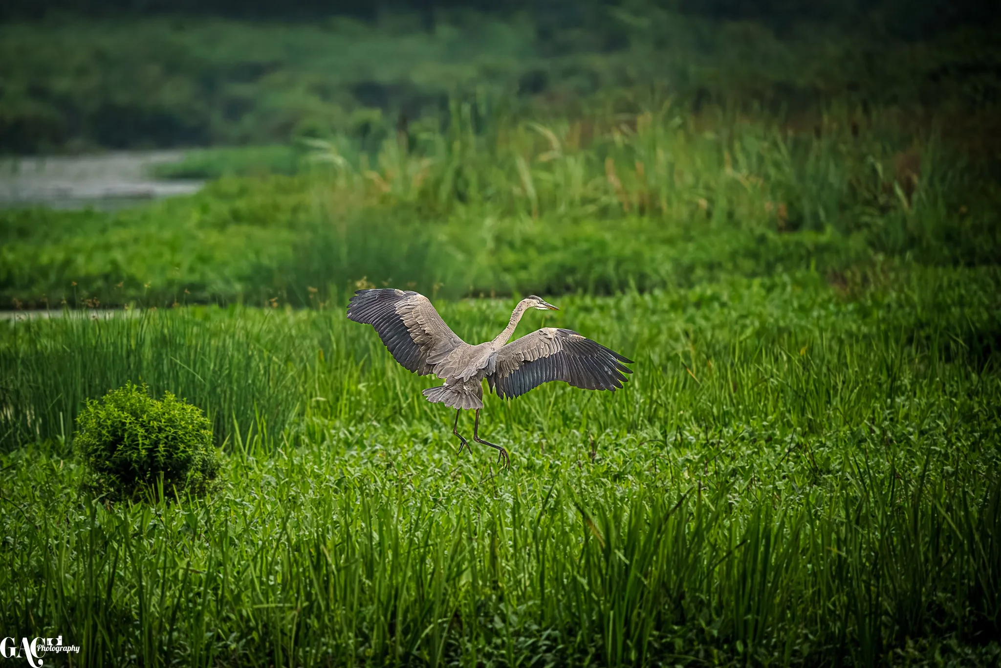 A heron flying low over green grass and wetlands, with a body of water and lush vegetation in the background.