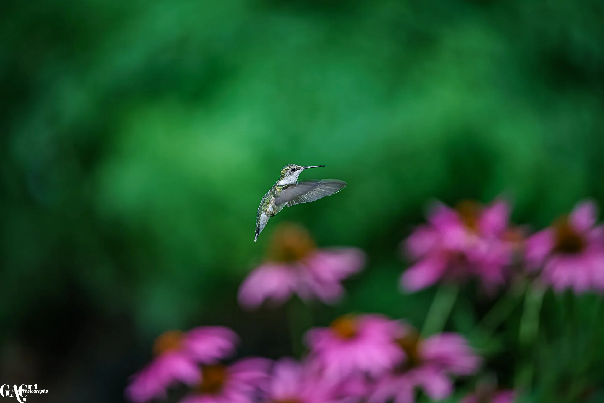 A hummingbird in flight near pink flowers with a green blurred background.