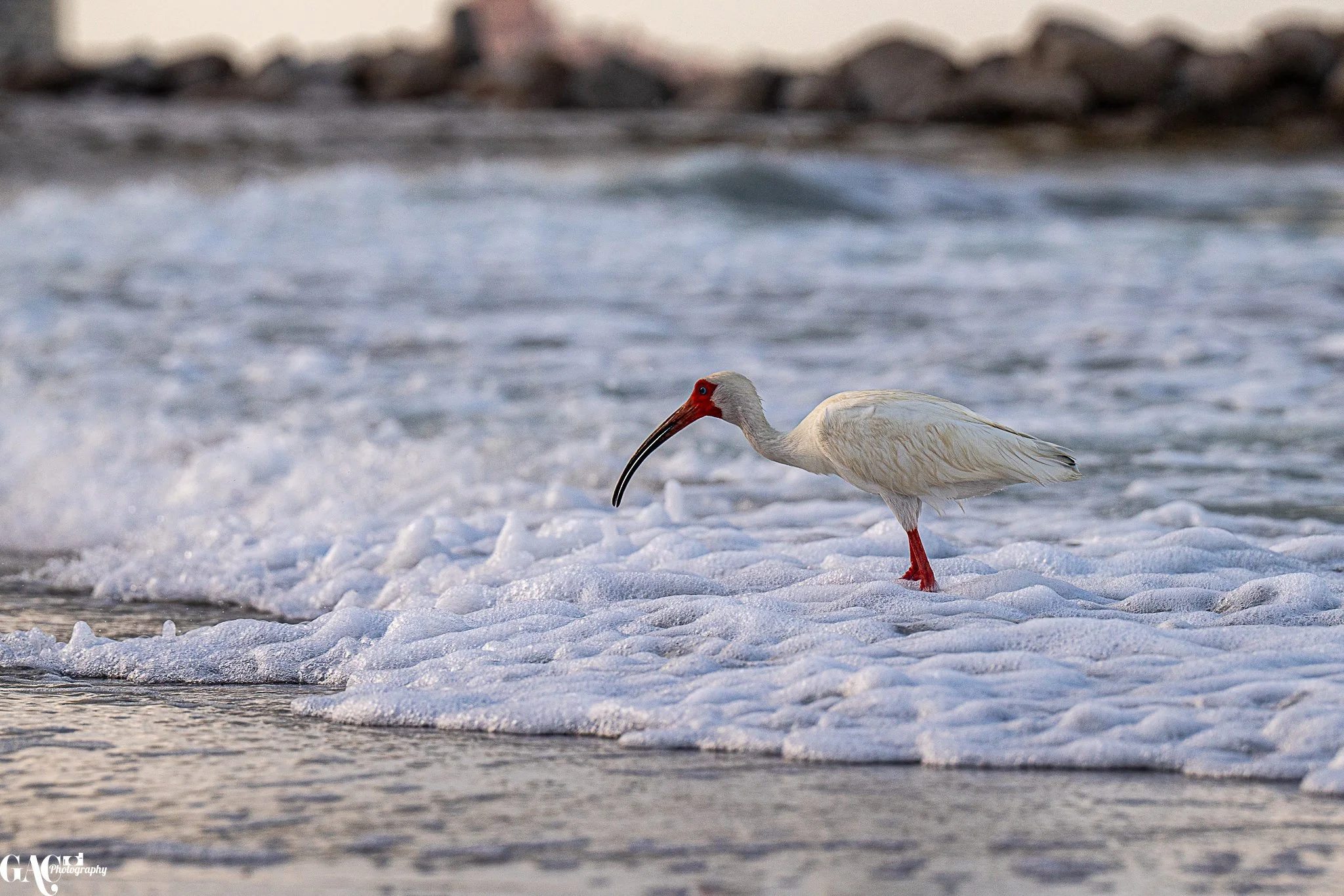 A white ibis bird with a long, curved beak and red legs walks on a foamy beach shoreline.