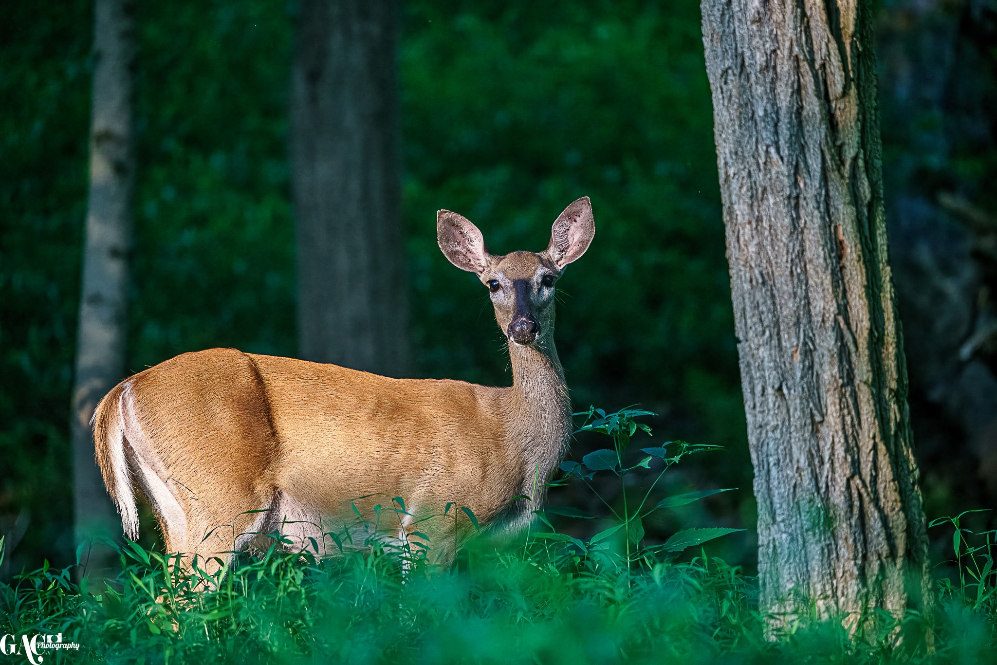 A deer standing among green plants in a forest with tall trees in the background.