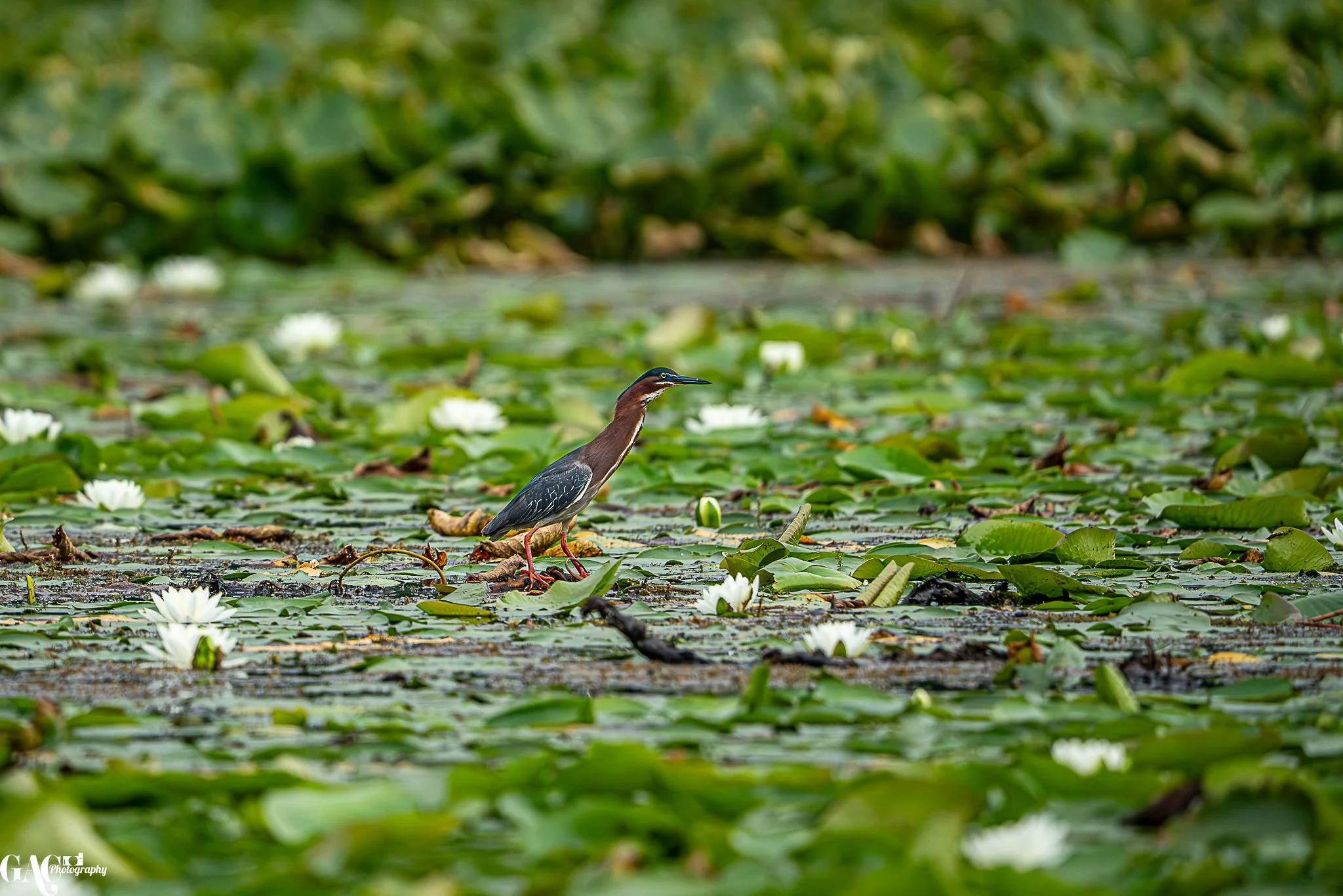 A bird standing on lily pads with white water lilies in a pond surrounded by green foliage.