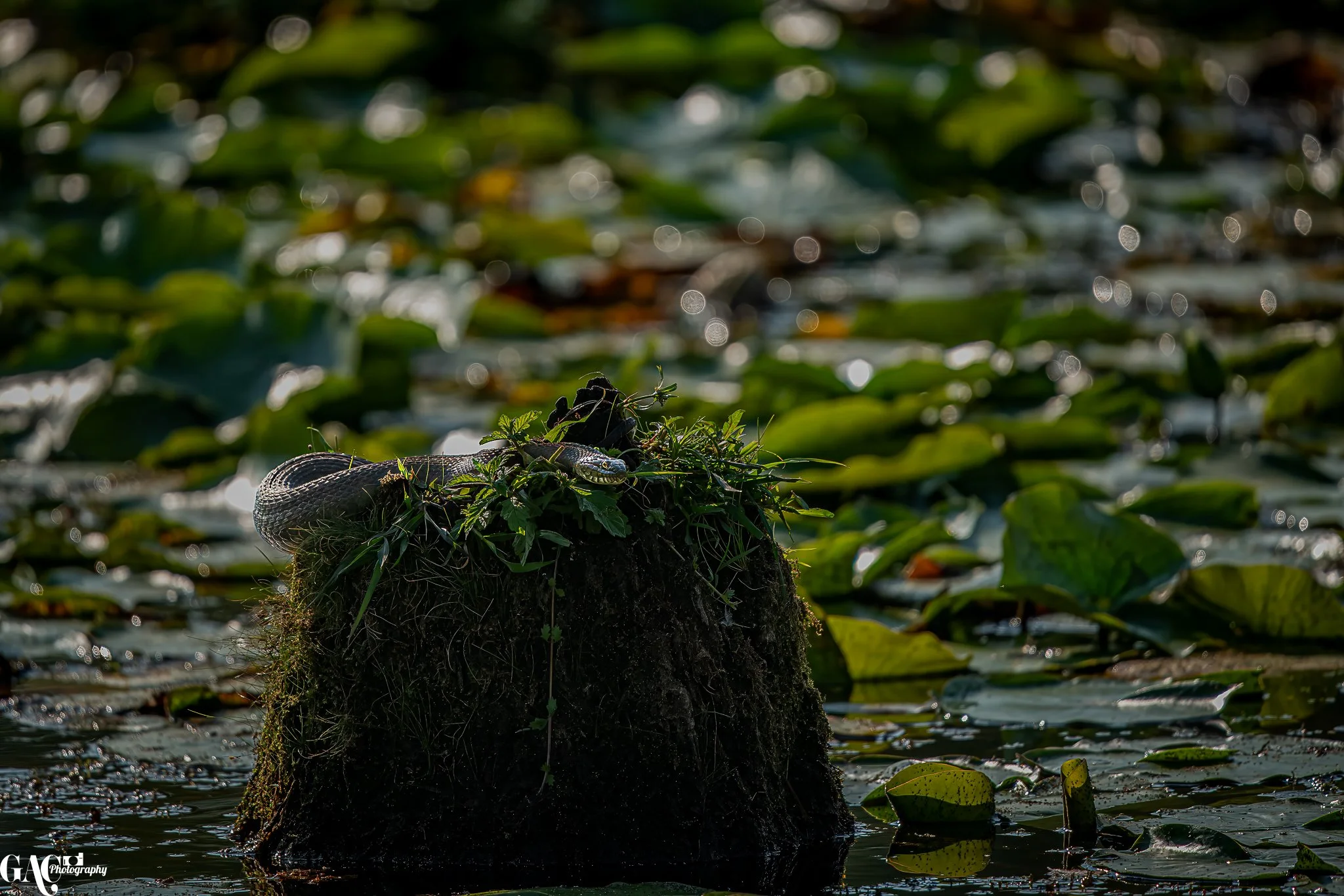A snake resting on a mossy, dirt-covered rock in a pond with lily pads.