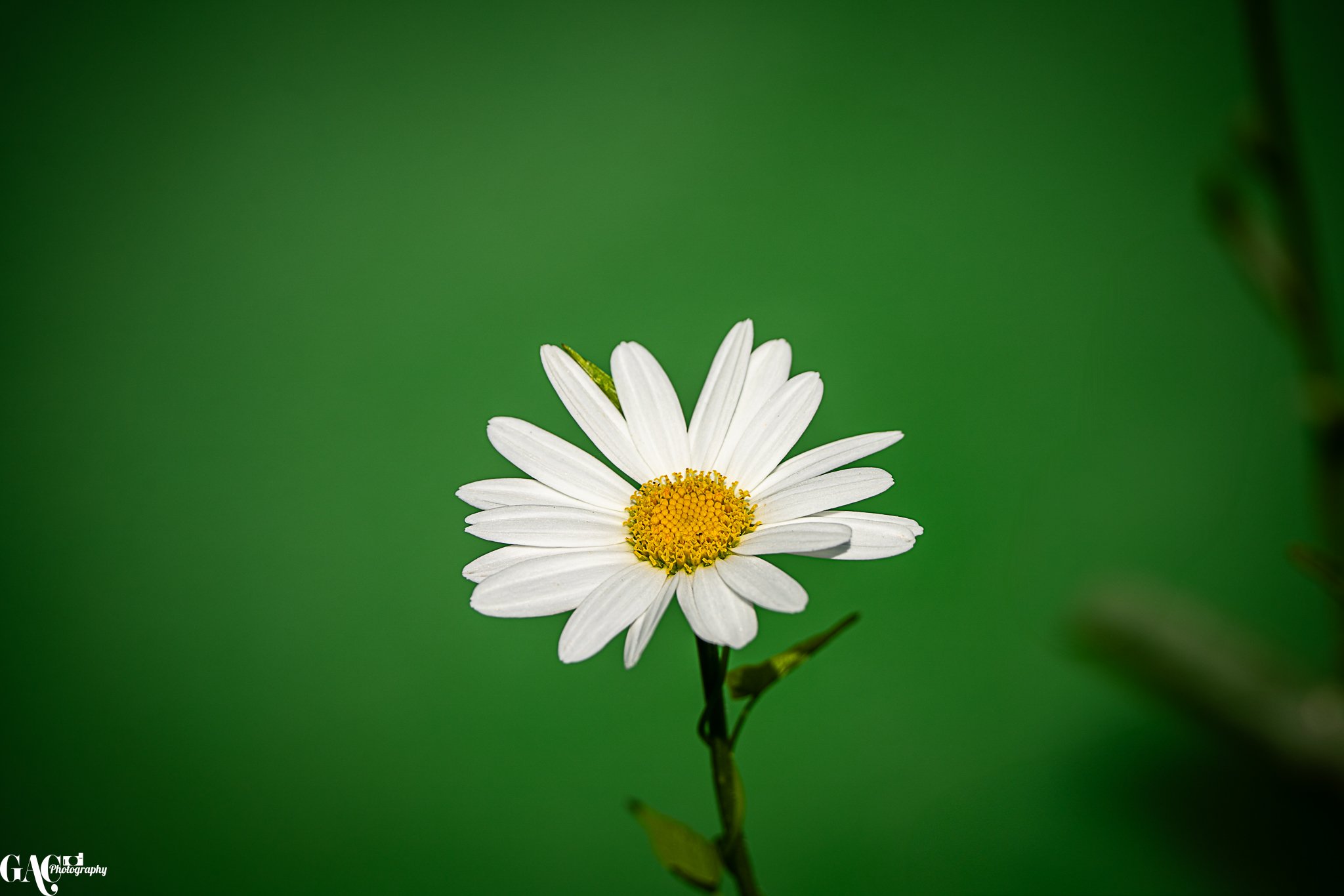 Close-up of a single white daisy flower with a yellow center on a green blurred background.