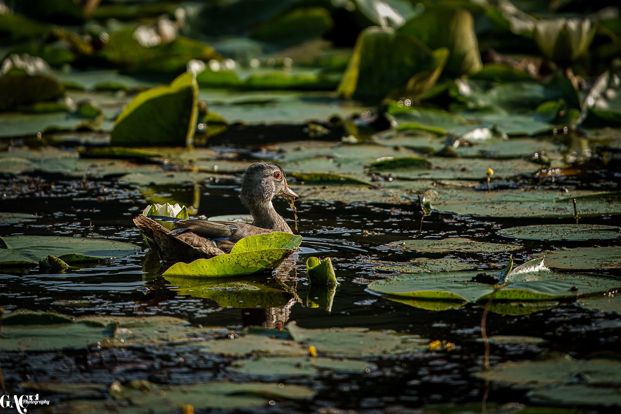 A duck sitting on water surrounded by lily pads, with some droplets on its beak.