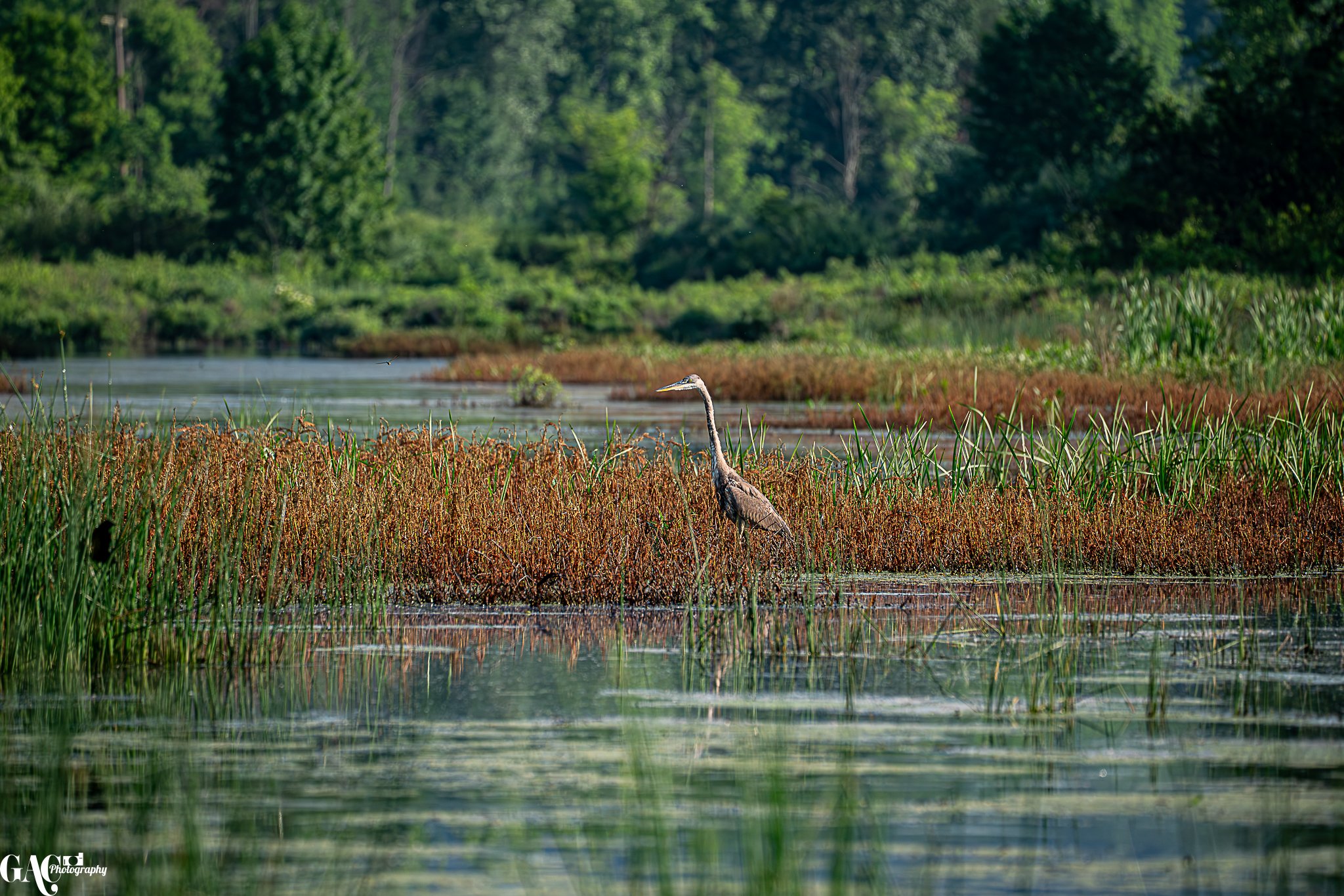 A heron standing in a marsh surrounded by tall grasses and trees in the background.