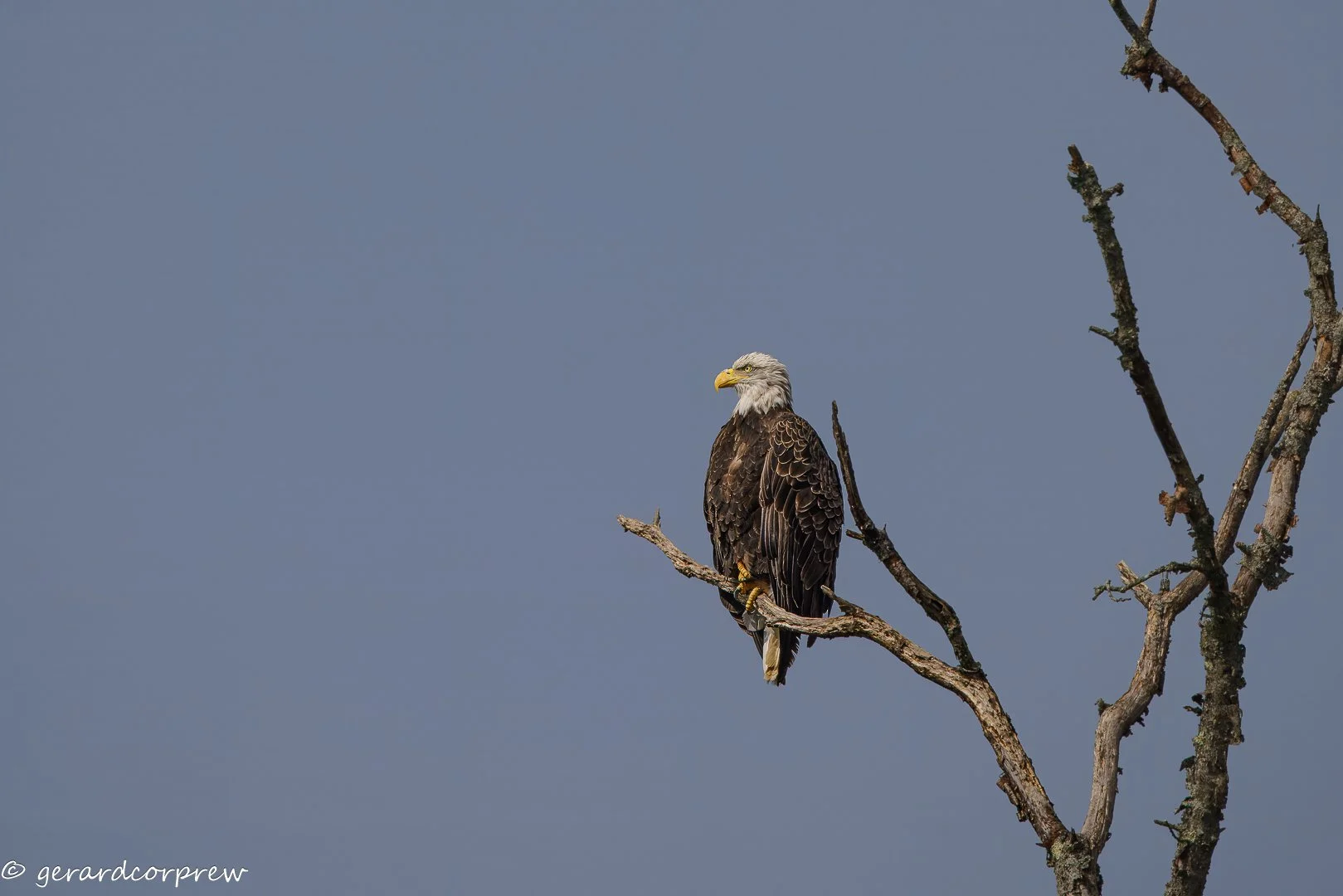 Bald eagle perched on a bare tree branch against a clear blue sky.