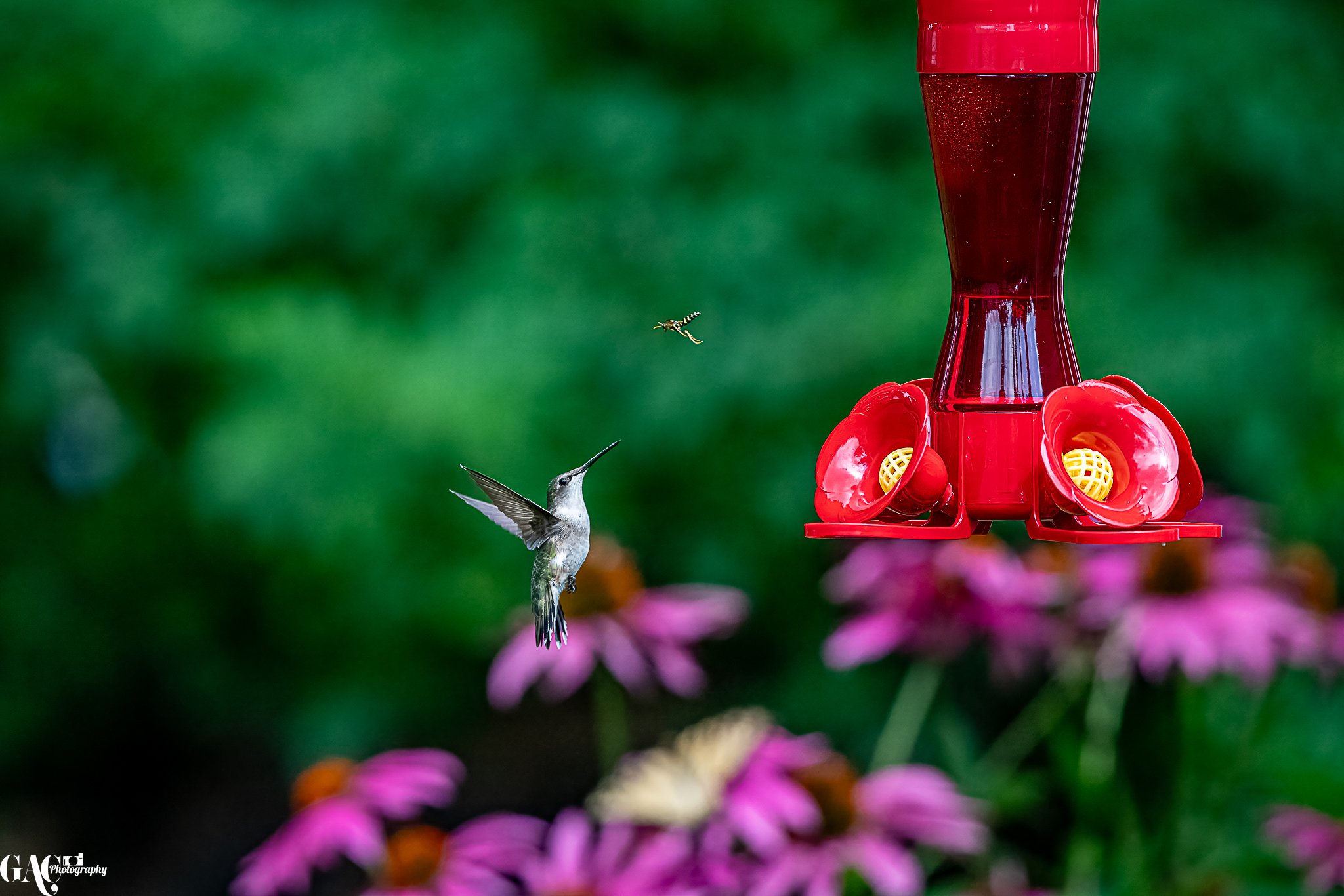 A hummingbird hovering near a red hummingbird feeder with pink flowers in the background.