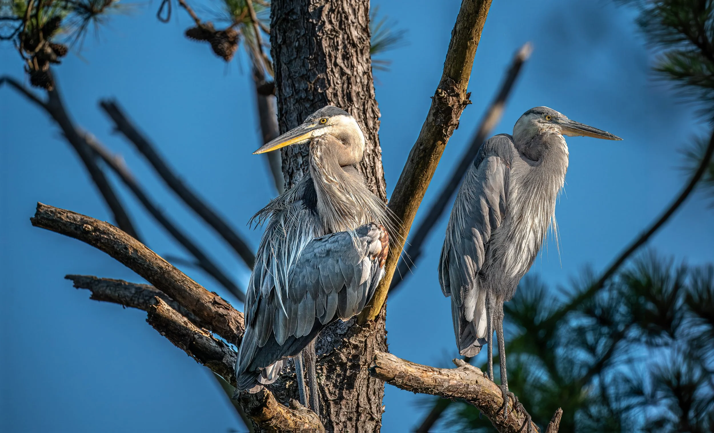 Twin Great Blue Herons in the Tree