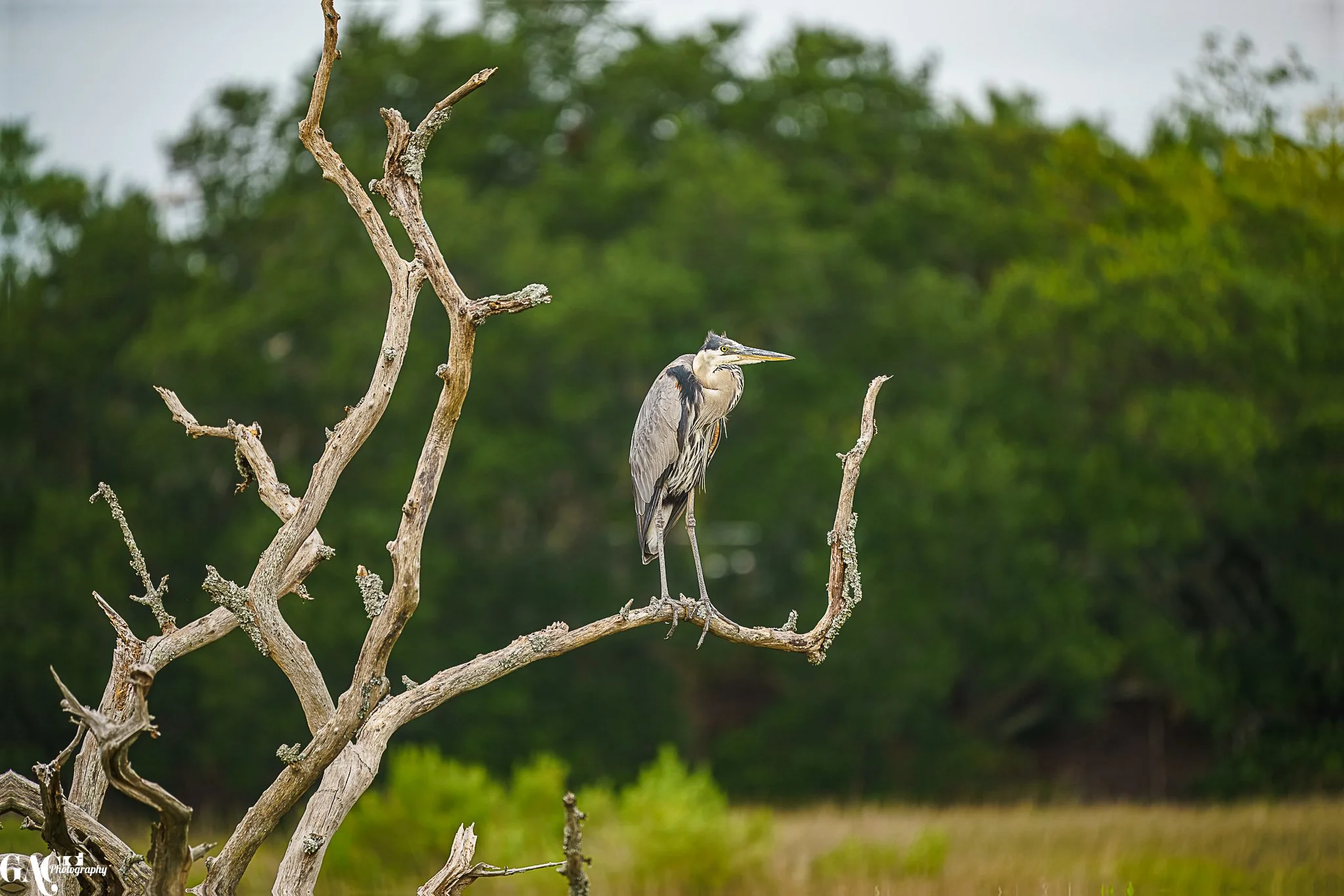 A heron perched on a twisted, leafless tree branch with a green, blurry forest background.