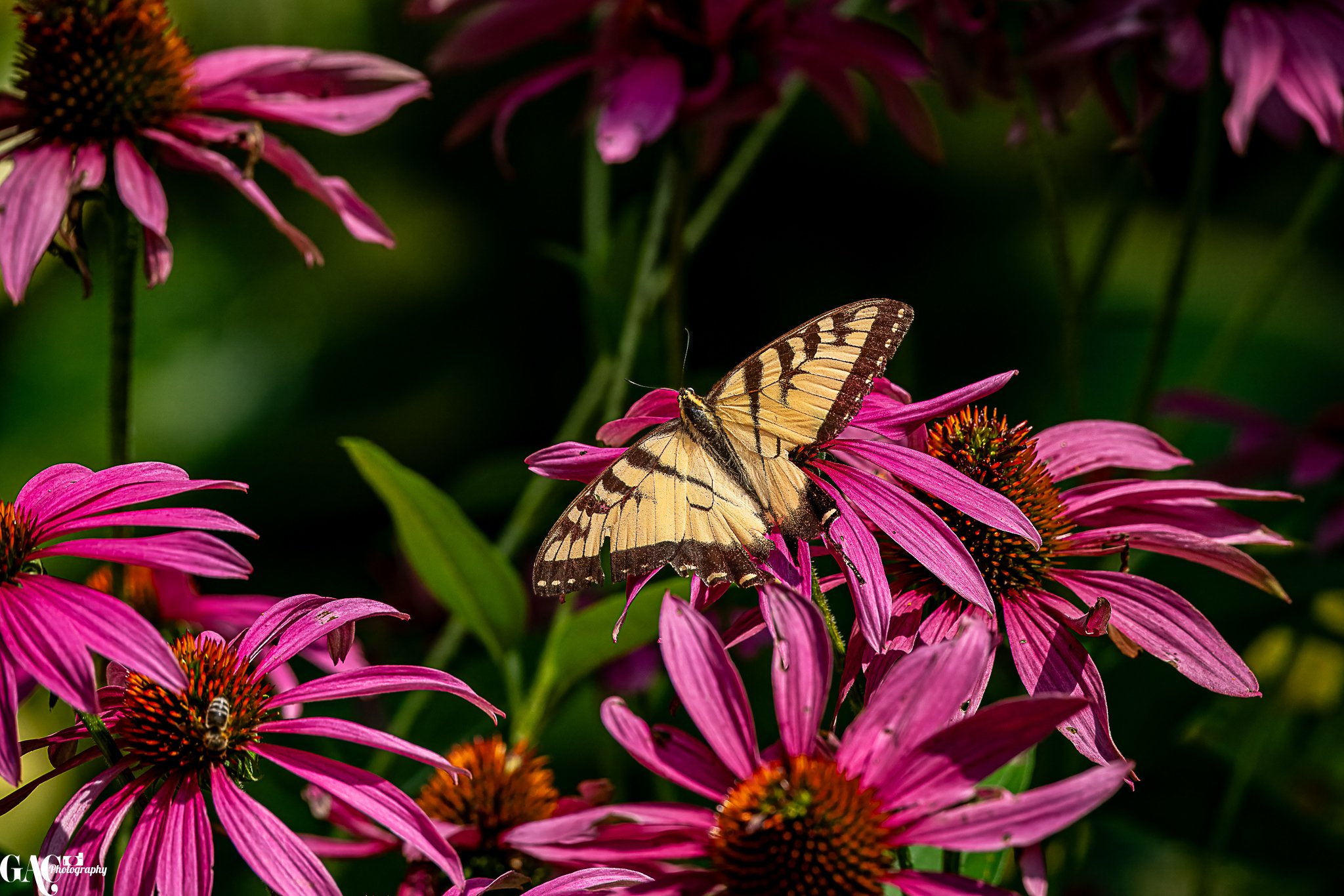 A butterfly perches on a pink coneflower among other pink coneflowers with green leaves and a dark background.