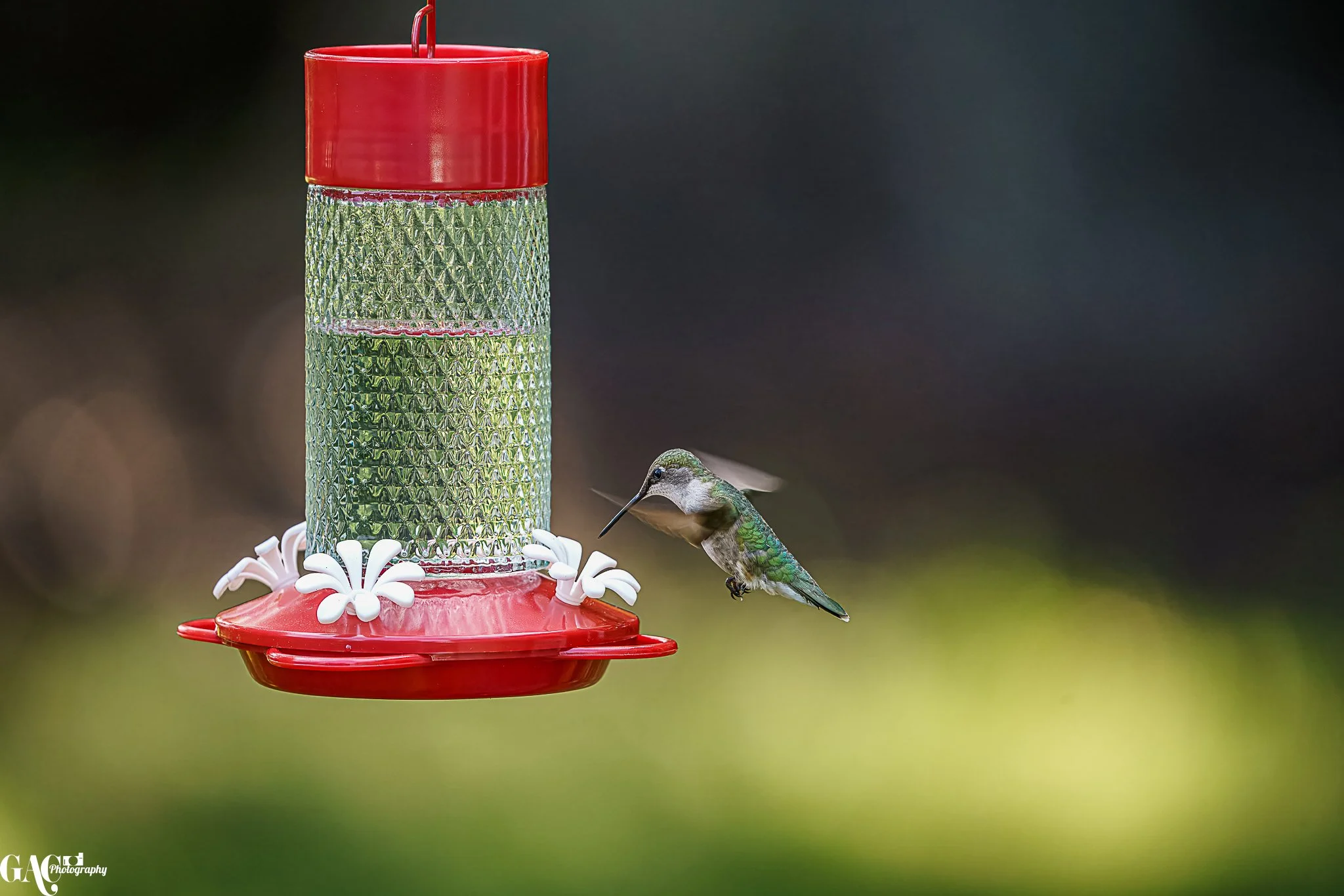 Hummingbird hovering near a red and clear plastic hummingbird feeder.