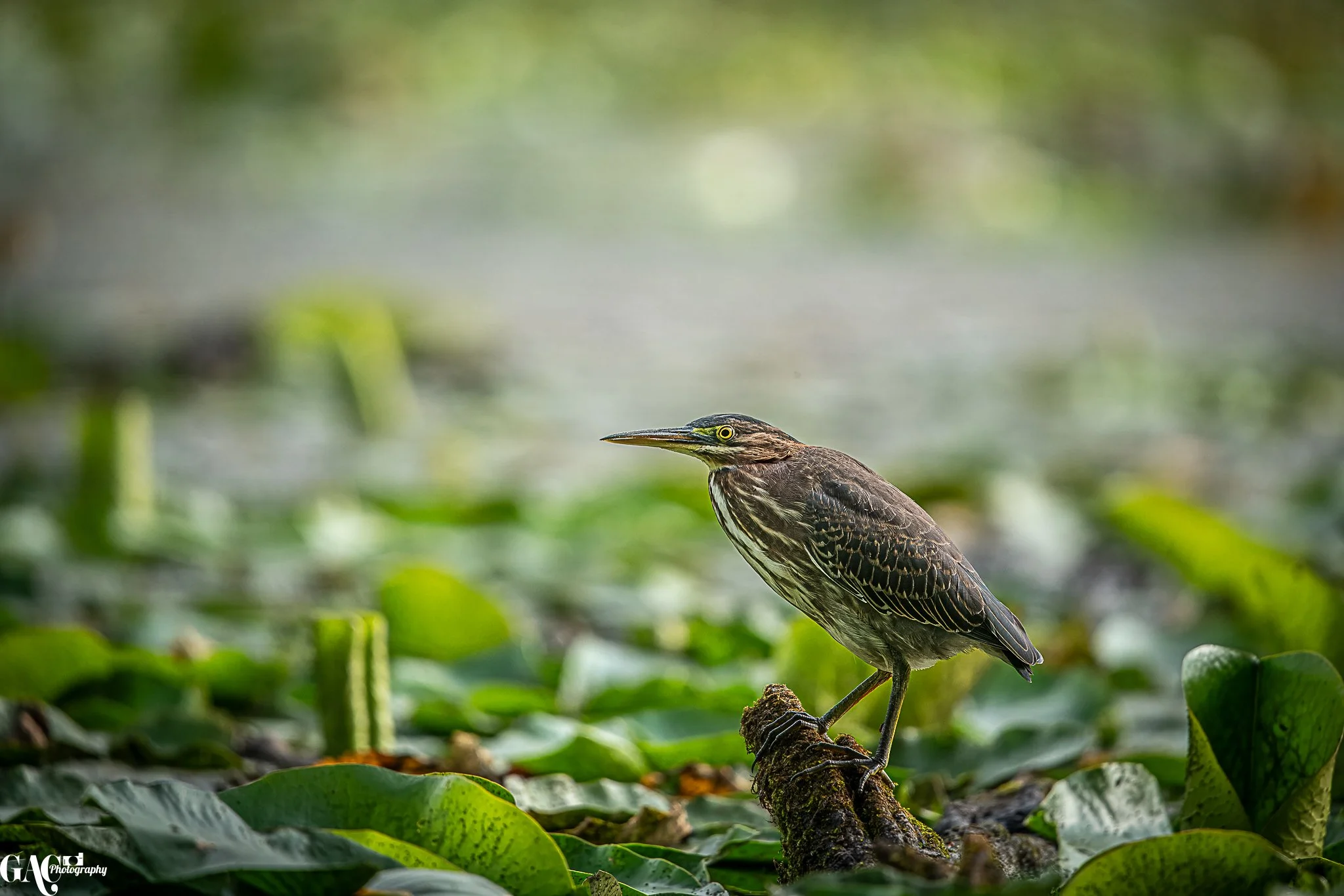 A heron standing on a mossy log in a green wetland, surrounded by aquatic plants.