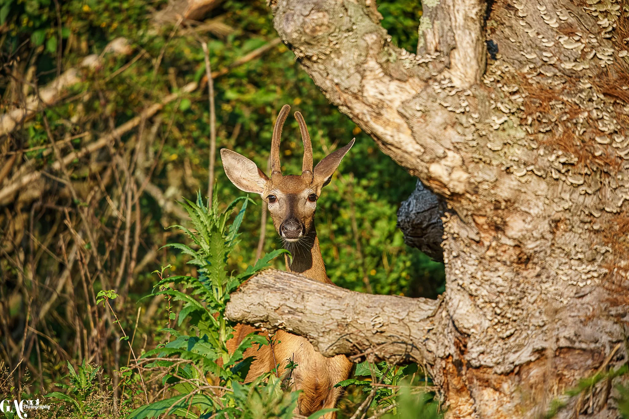 A young male deer with small antlers peering through green foliage near a tree with textured bark.