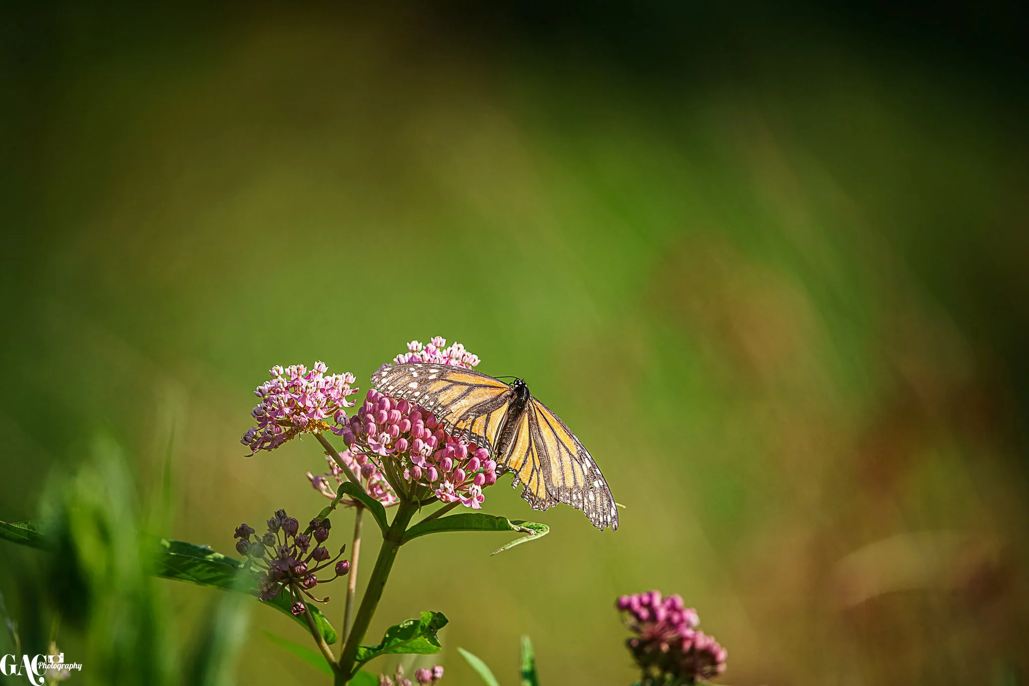 A monarch butterfly perched on pink flowers with a blurred green background.