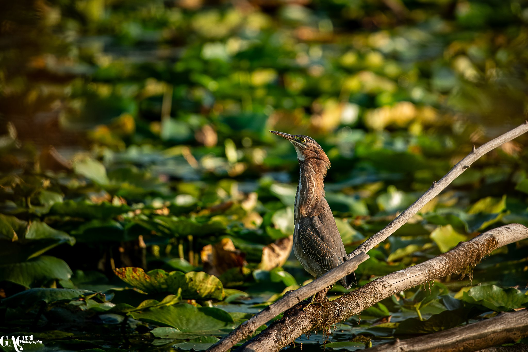 A brown bird standing on a branch in a lush green water-covered area.