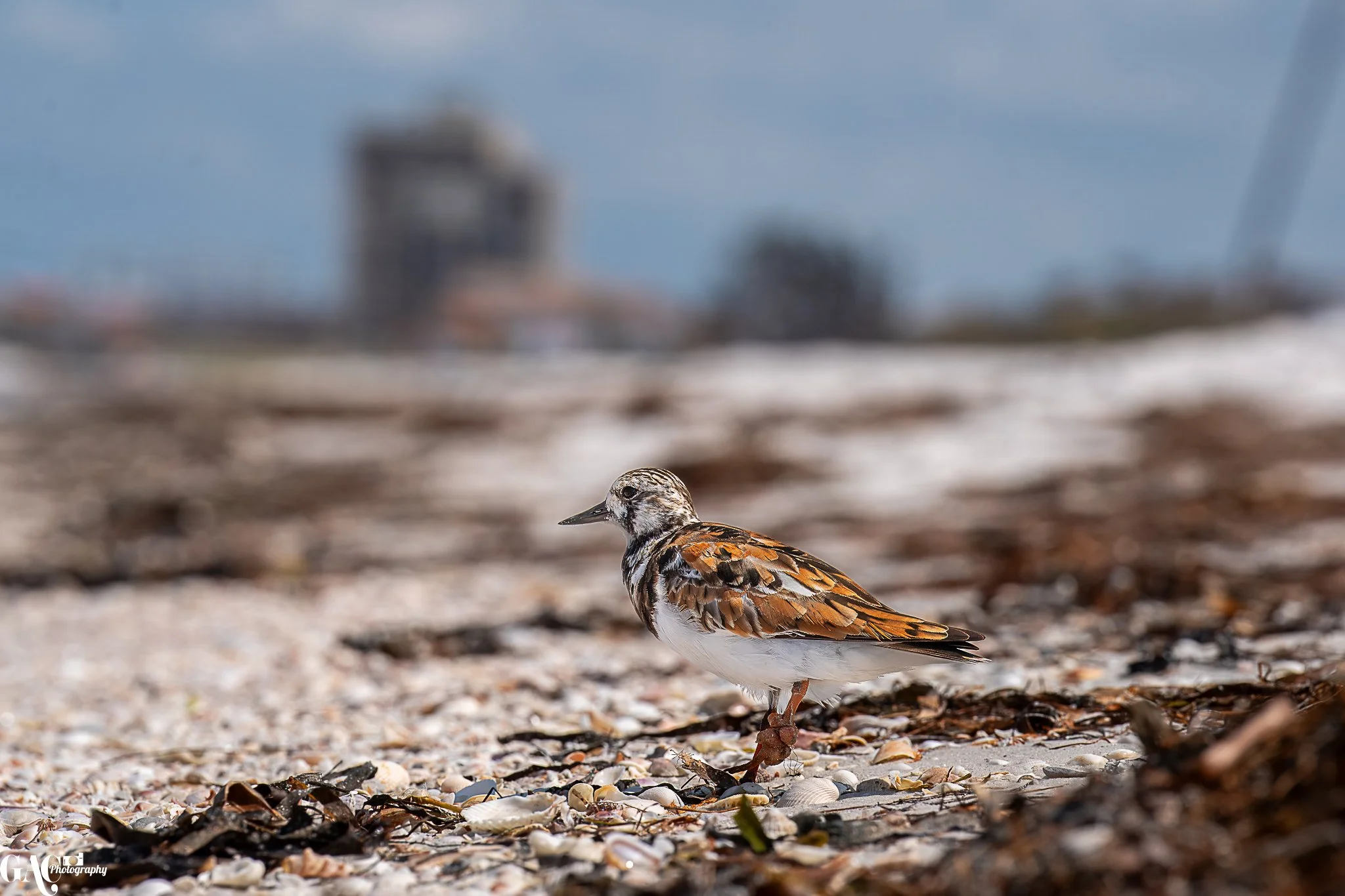 A ruddy turnstone bird on a sandy beach with shells and seaweed, with a blurred cityscape in the background.