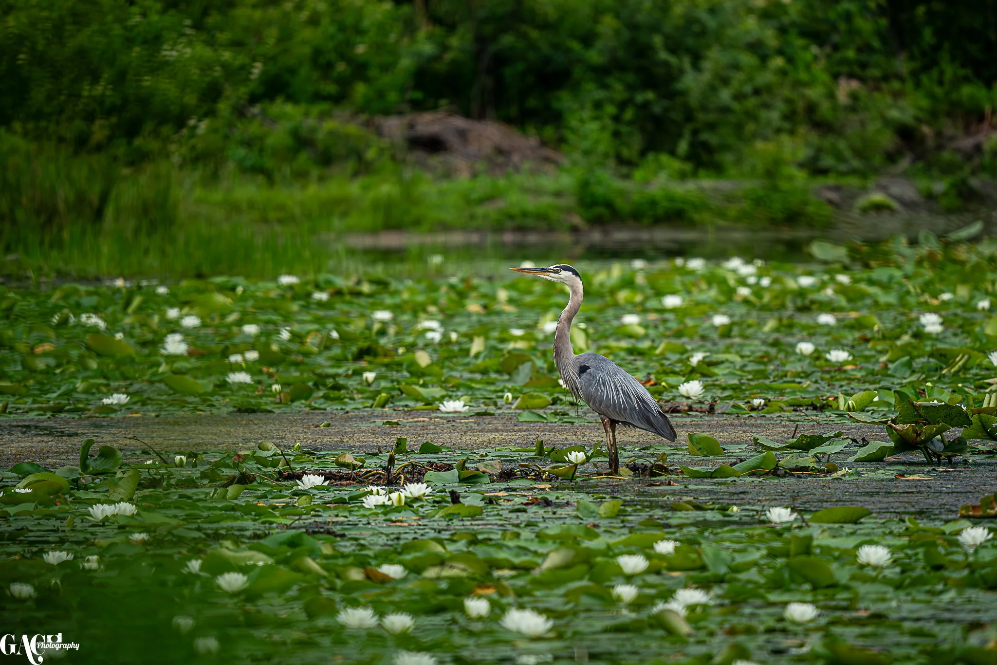 A heron standing in a pond filled with lily pads and white water lilies, with green foliage in the background.
