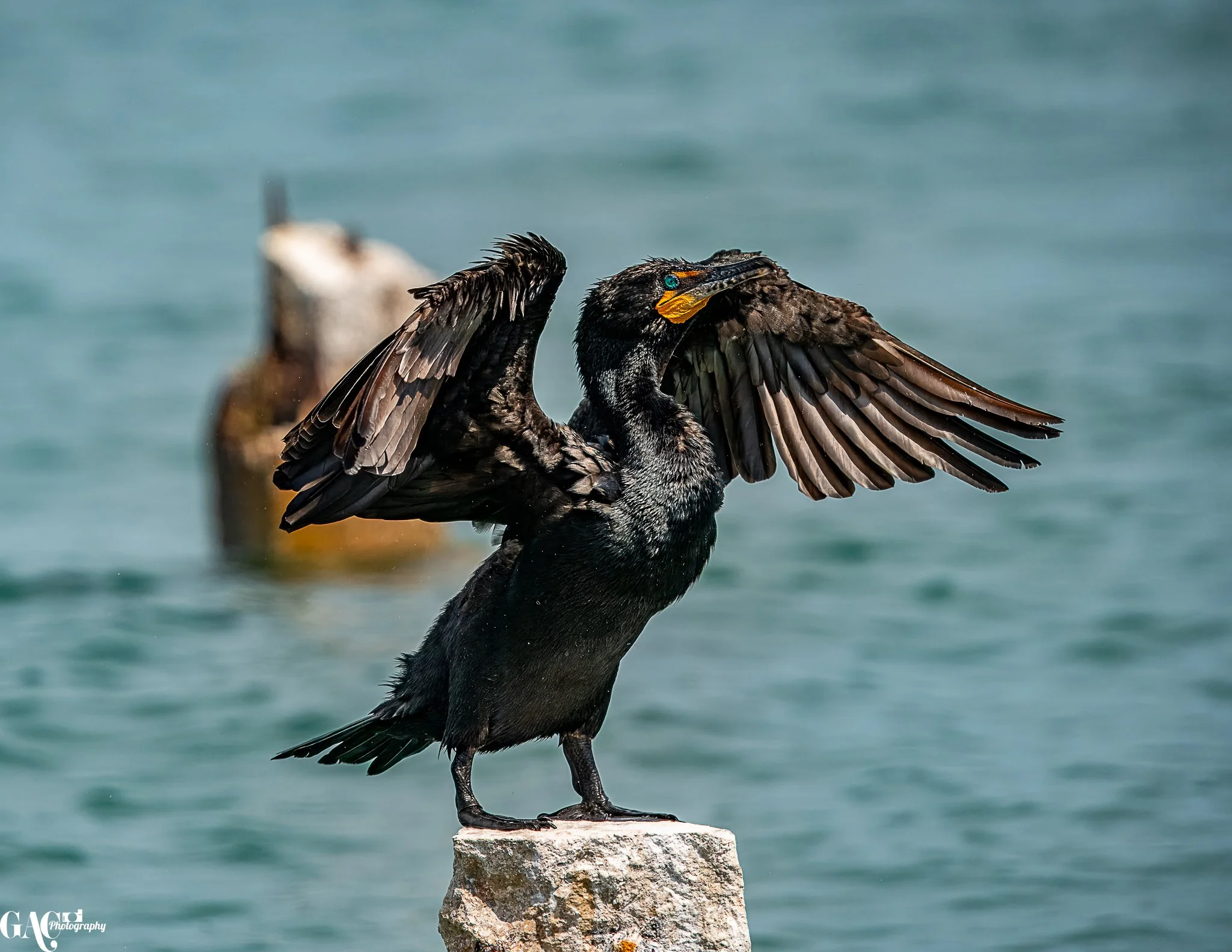 Cormorant with wings spread perched on a rock by the water.