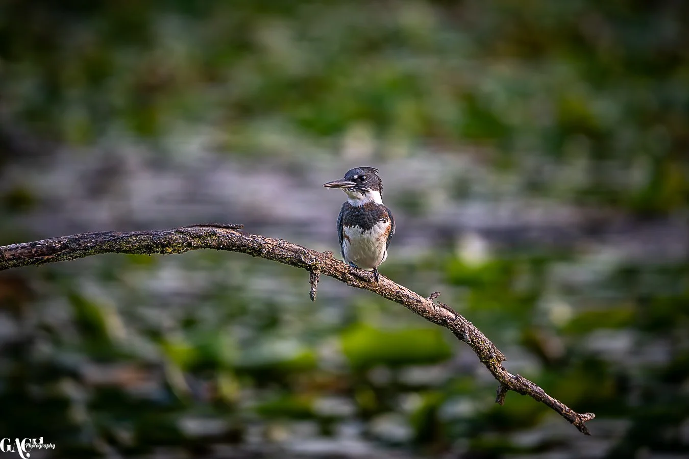 A small bird perched on a branch over water with green foliage in the background.